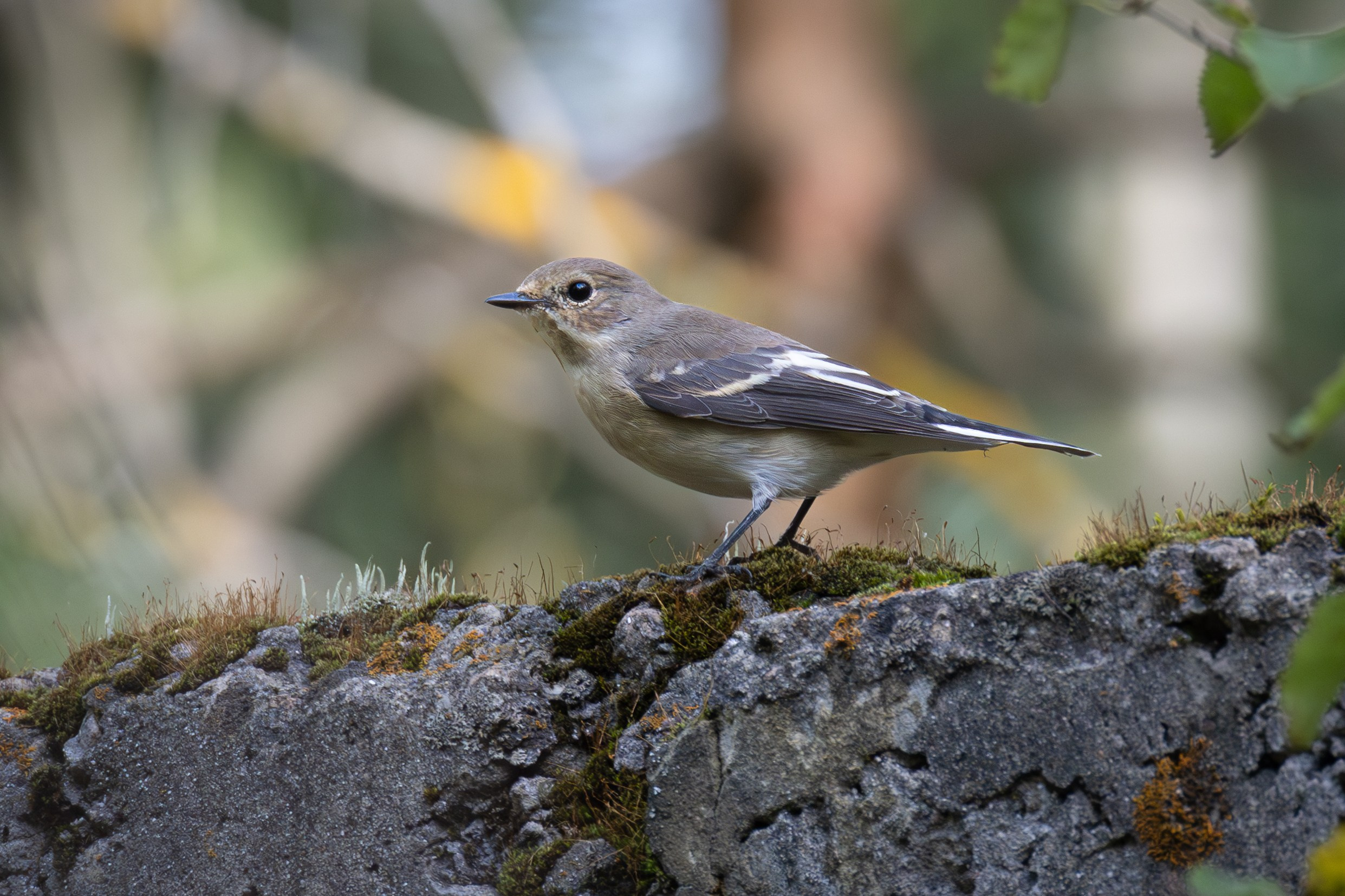 Птицы СНТ «Подлесье». Птицы парков г. Люберцы
