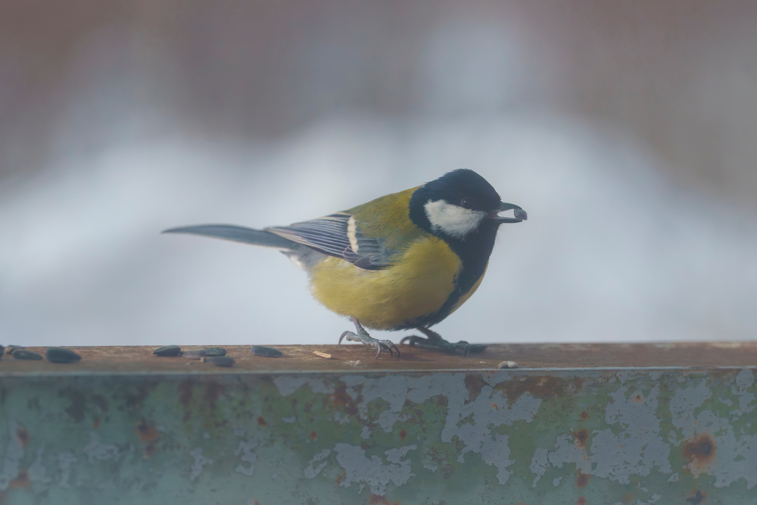 Animals — Животные