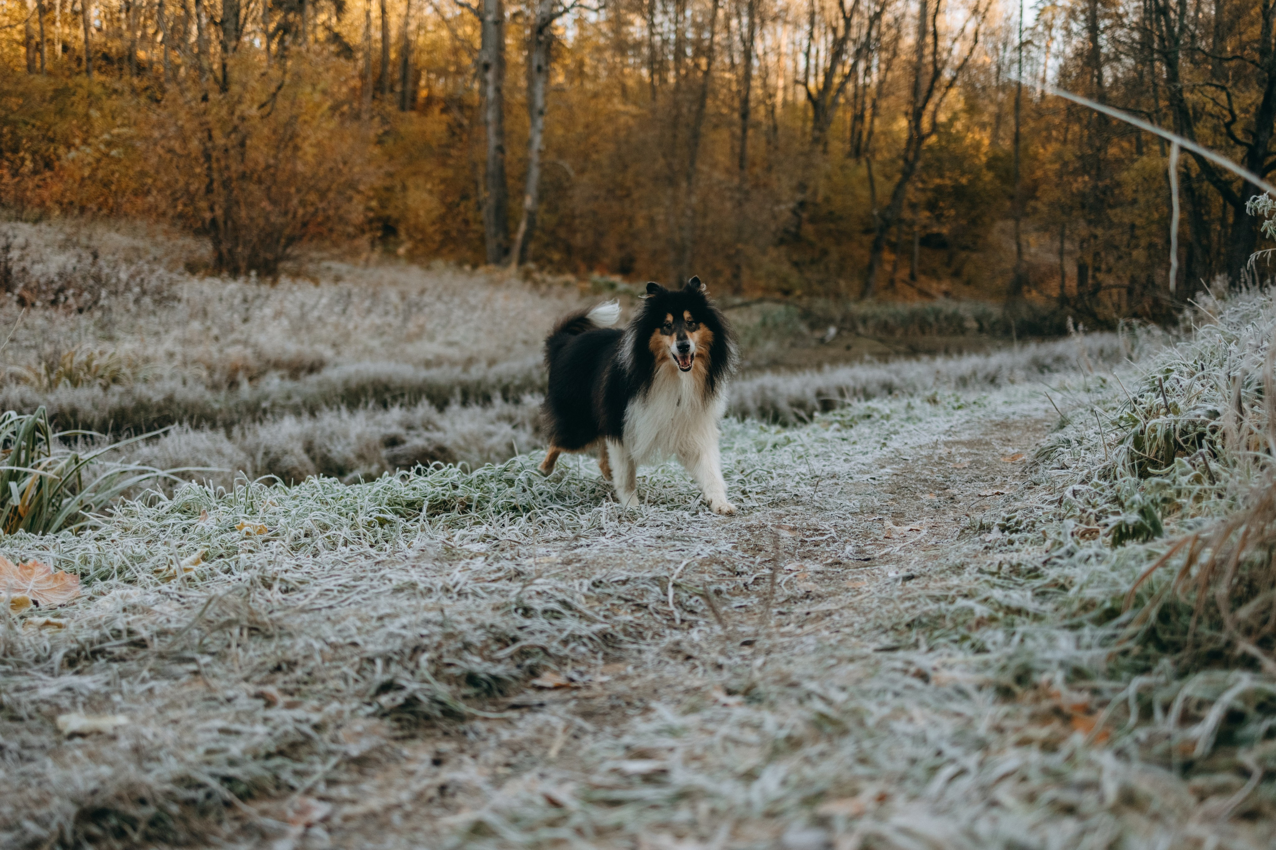 Ия и Барт. Фотограф — Анималист | Санкт-Петербург