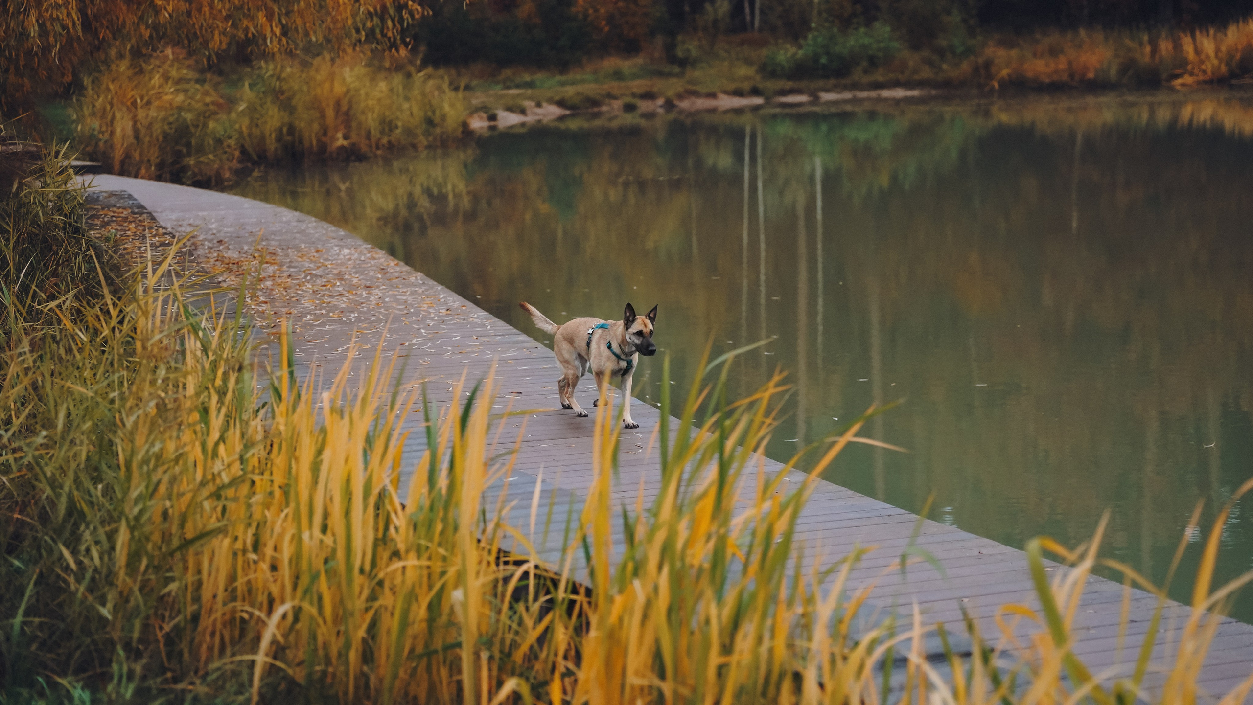 Наталия, Иван и Урса. Фотограф анималист в Москве и Санкт-Петербурге Свиридова Анна