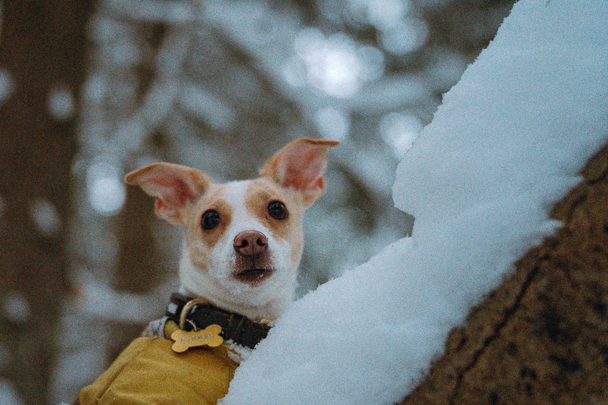 Алина, Ваниль и Элис. Фотограф анималист в Москве и Санкт-Петербурге Свиридова Анна