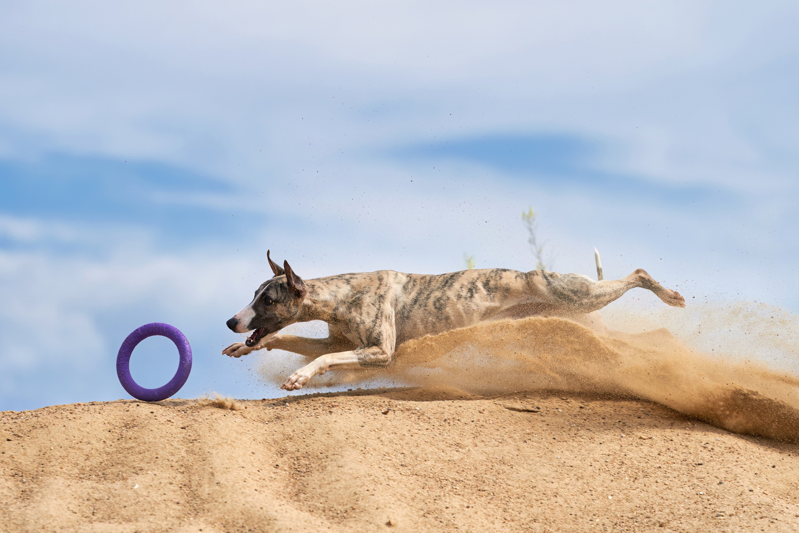 Фотосессии. Фотограф-анималист Михаил Манухин