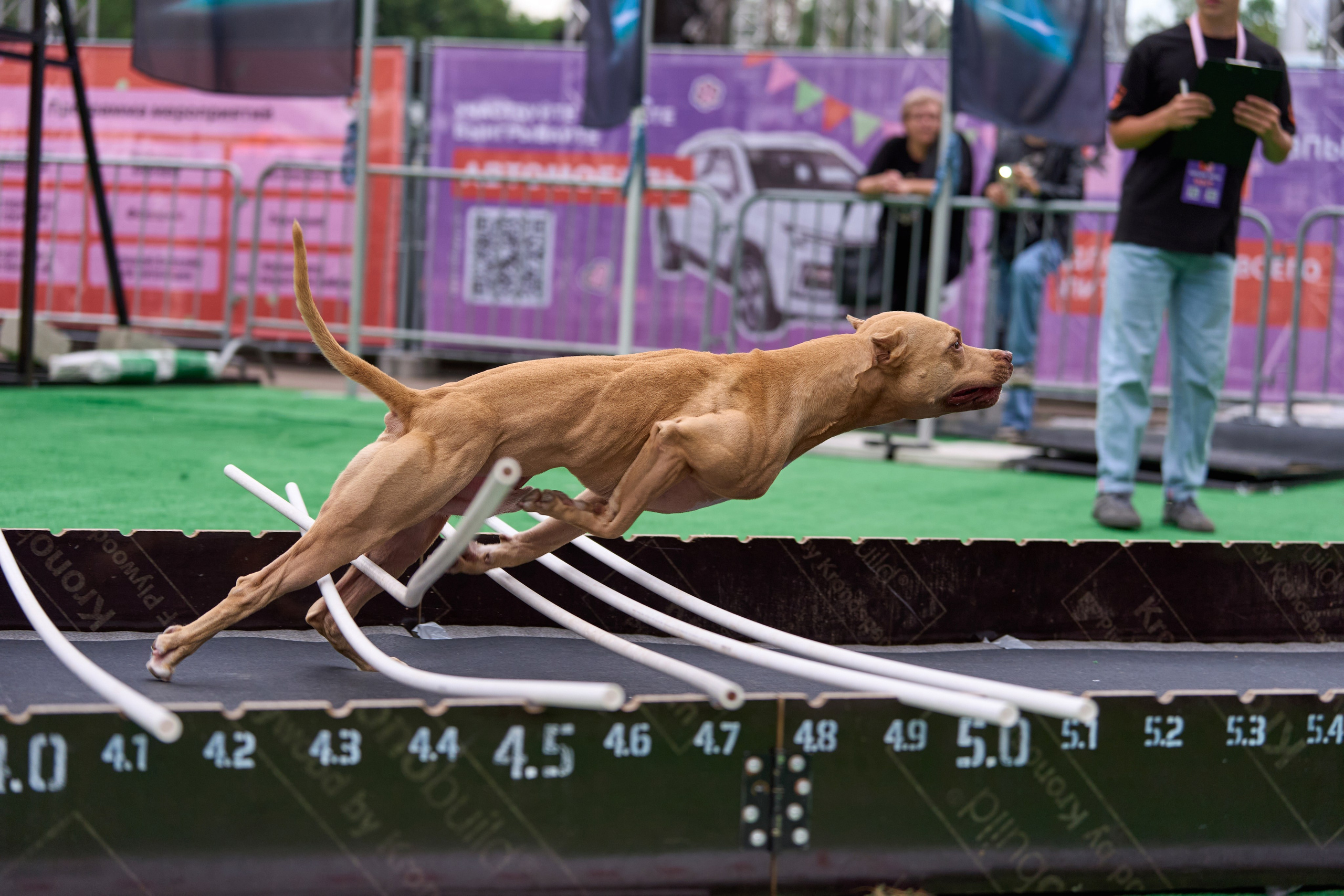 4 лапы Фест. Многоборье. Фотограф-анималист Михаил Манухин