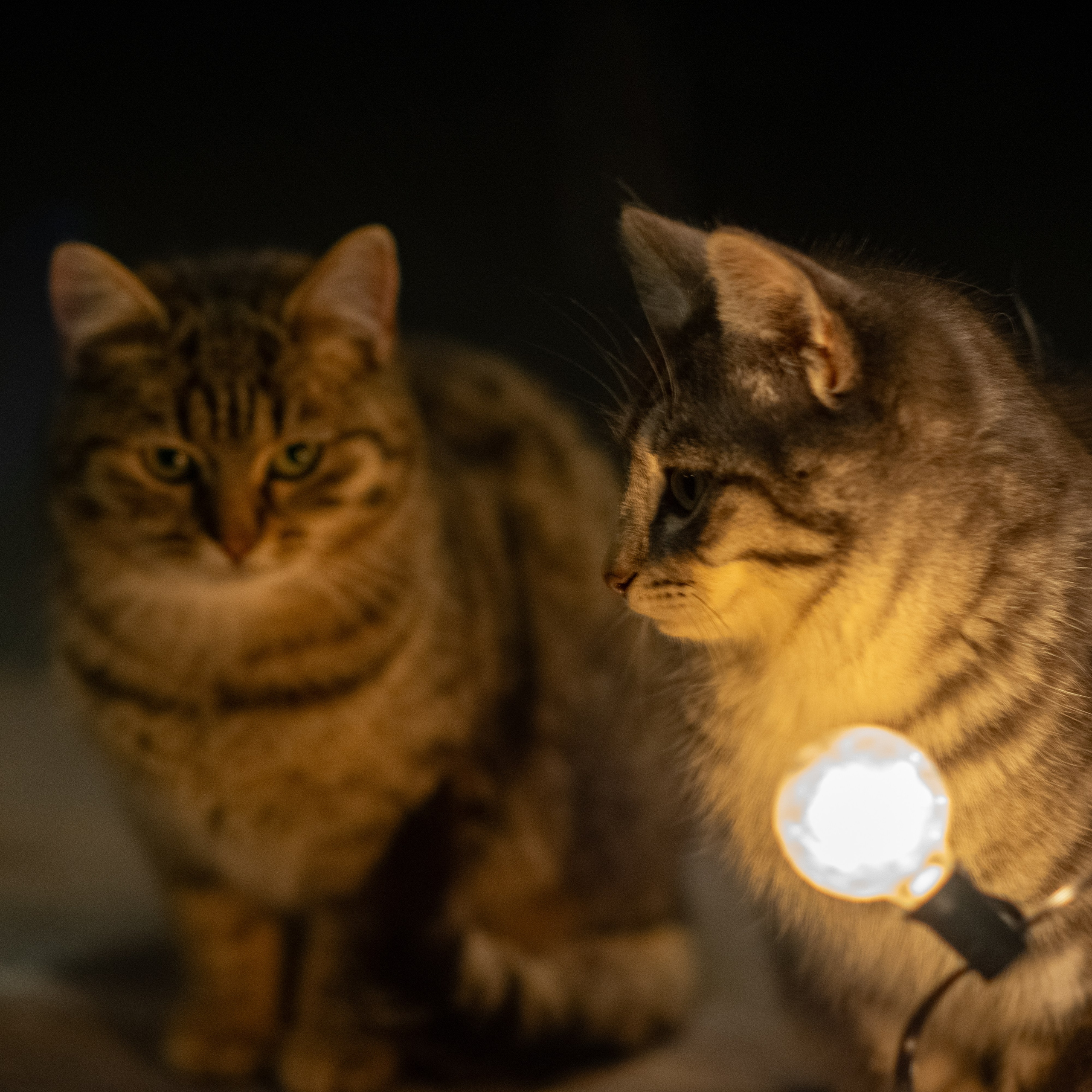 Примеры фотографий SMC Pentax 67 105mm f2.4 через переходник на Sony A7