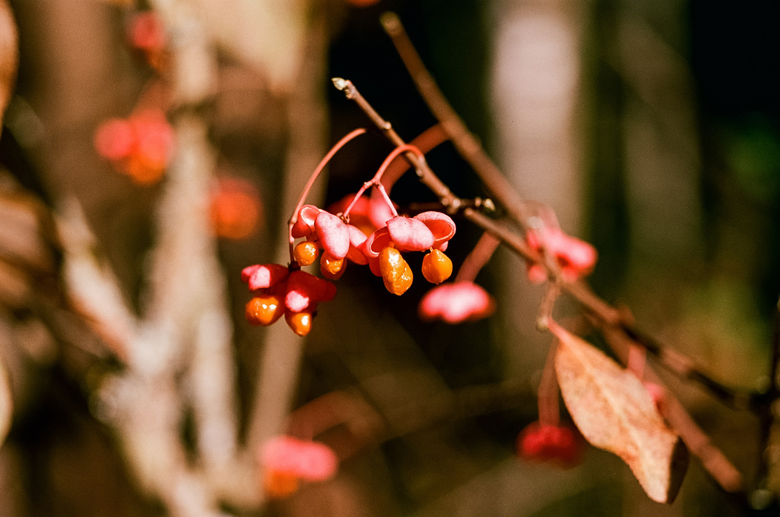 Nikon F100 — Mamiya (645) Sekor C 45 mm f2.8 и Macro 80 mm f/4