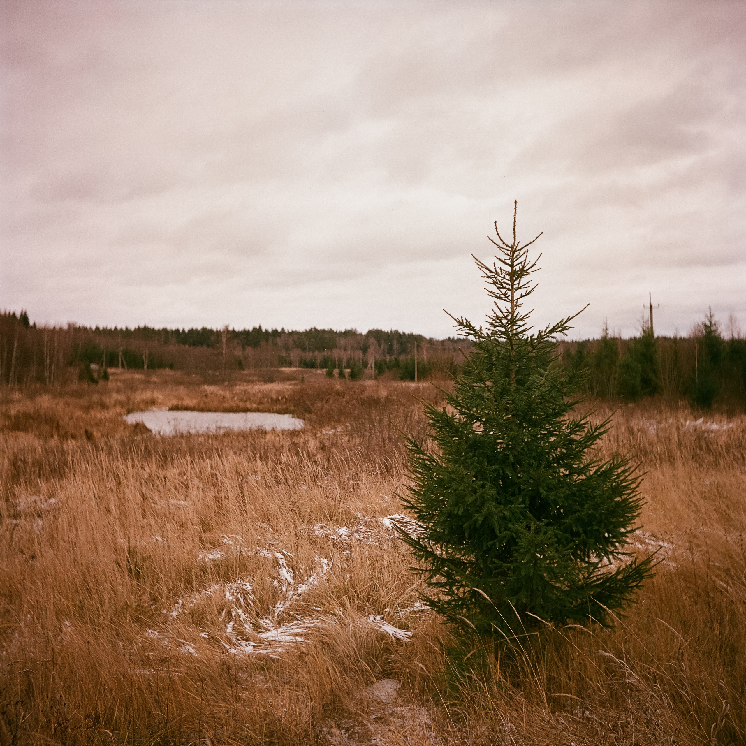 Yashica 635 / Aeronega 100 (Kodak Aerocolor IV) / ноябрь 2024 Лукино