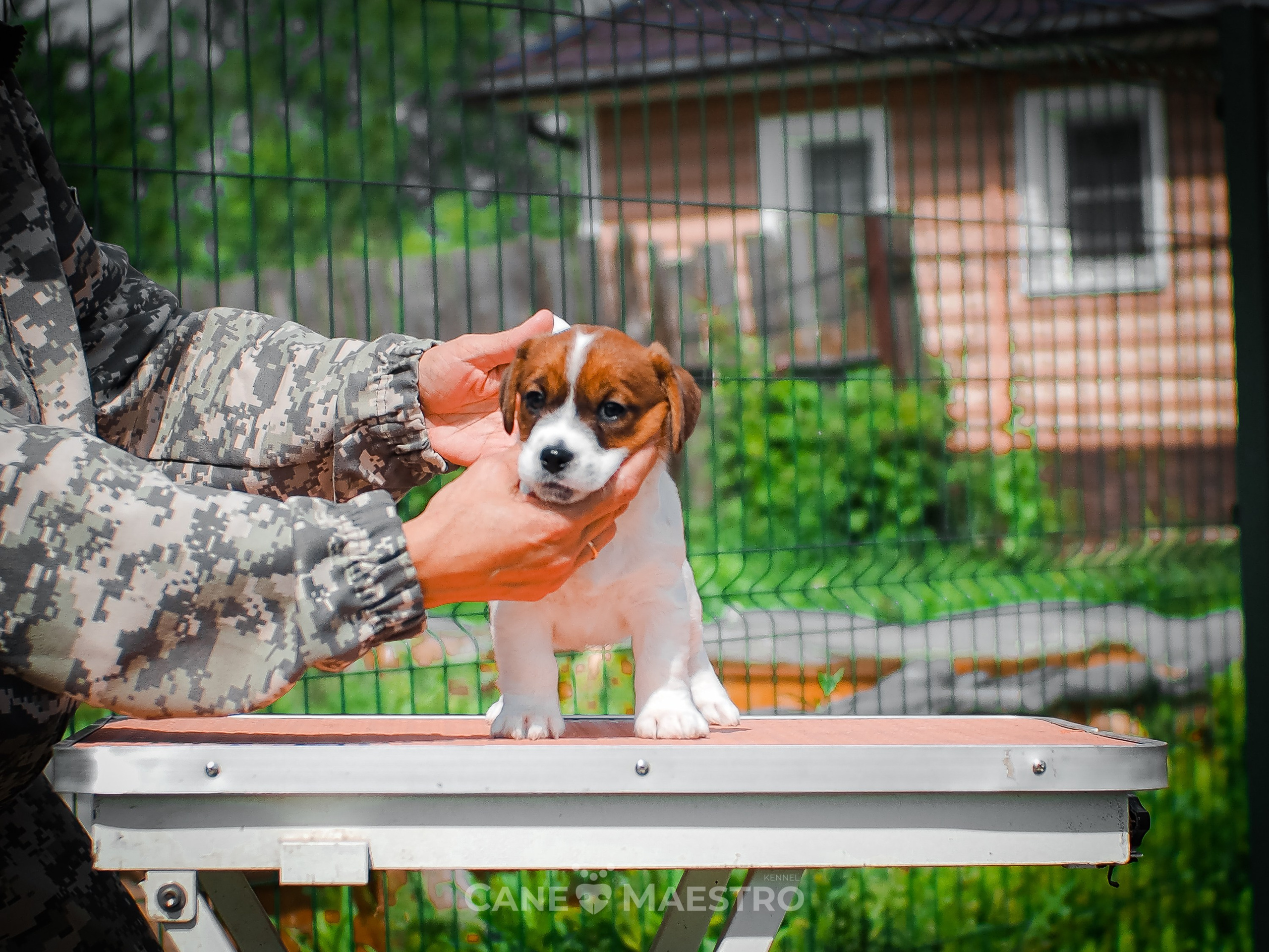 Ш_FEMALE_SHIZGARA. CANE MAESTRO — kennel Jack Russell Terrier