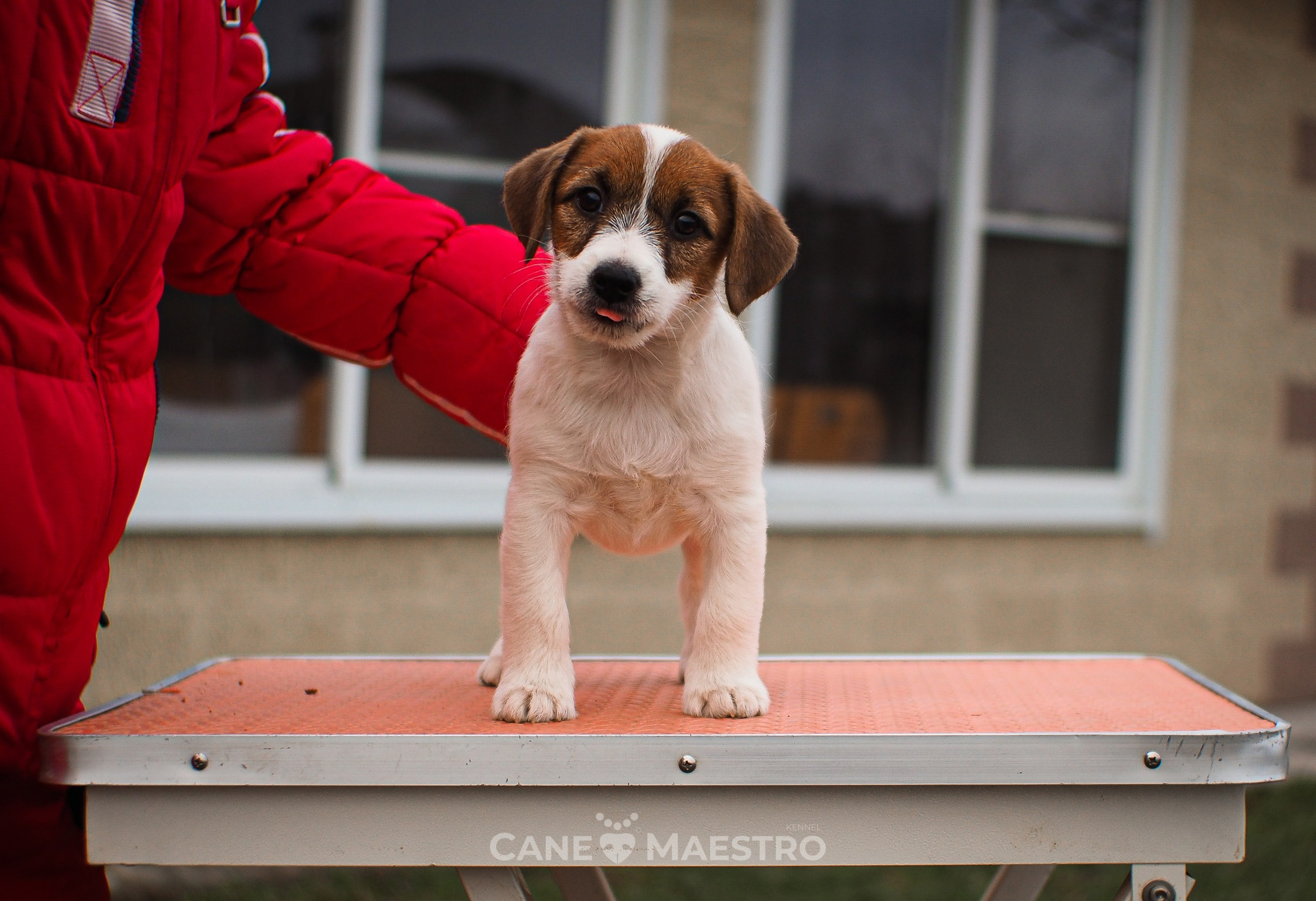 3КОБЛ_СНЕГОВИК. CANE MAESTRO — kennel Jack Russell Terrier