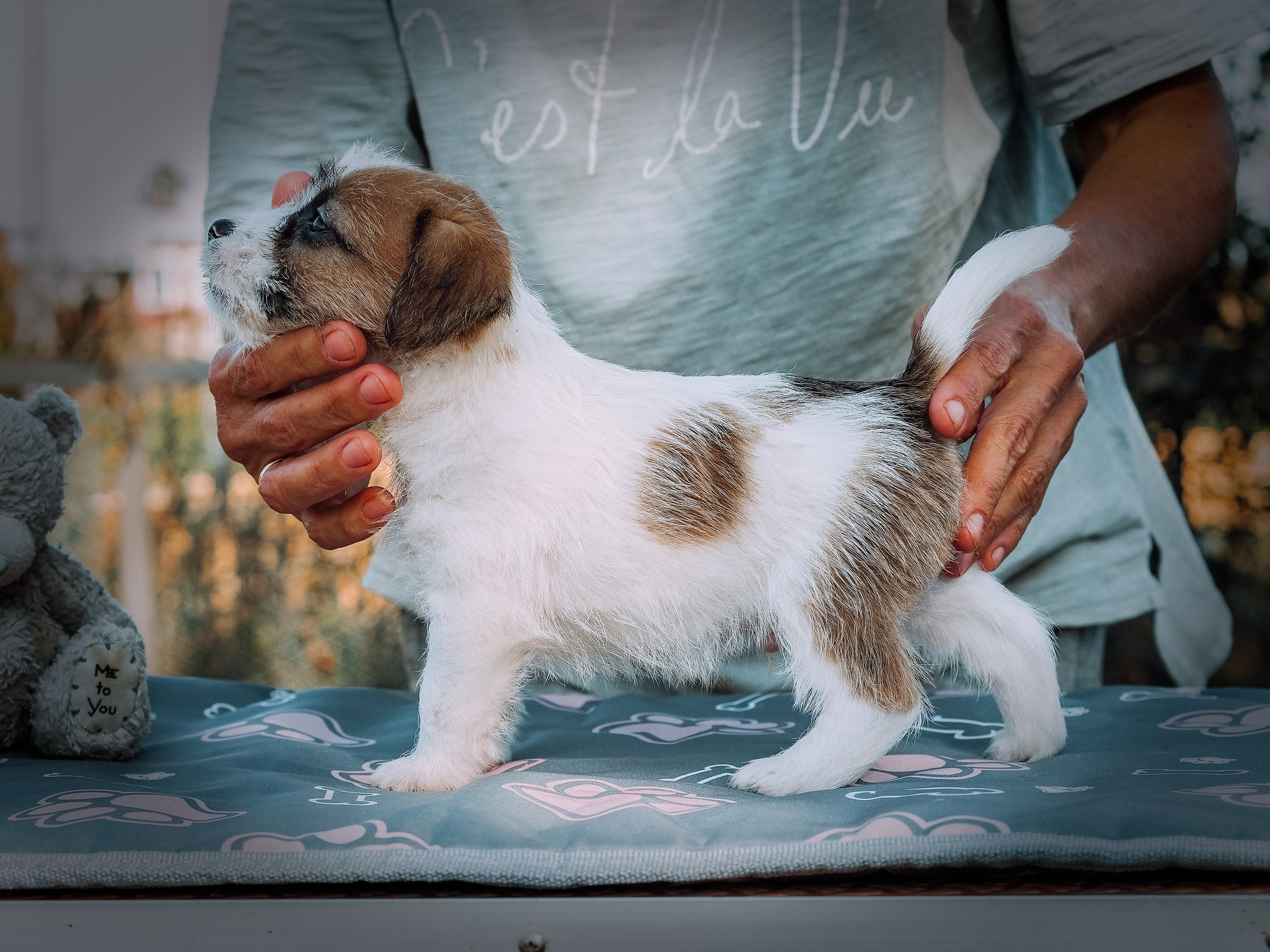 Щенок бело-рыжий джек рассел терьер. КАНЕ МАЭСТРО — питомник Джек рассел терьеров