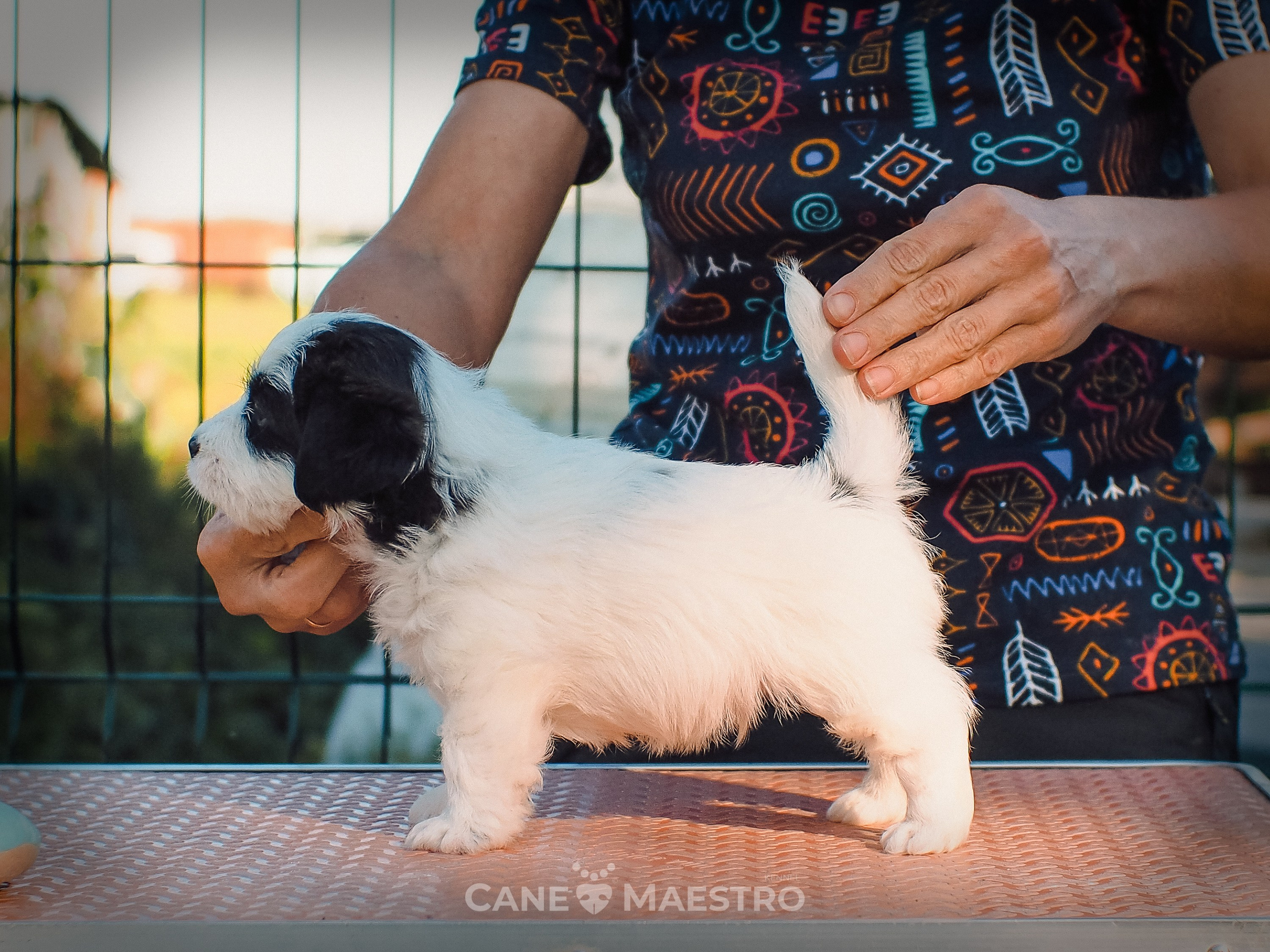 КОБZ_4_ЧБ_27_08_25. CANE MAESTRO — kennel Jack Russell Terrier