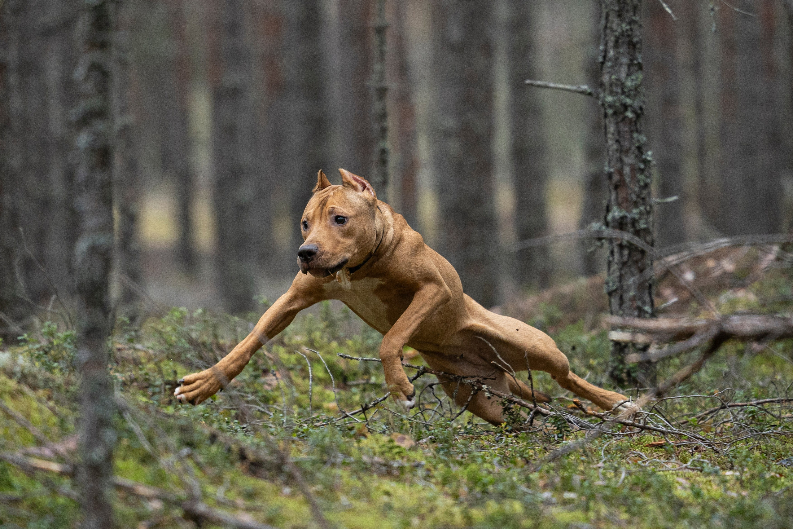 Лужские Мальдивы. Фотограф-анималист Анна Маринич