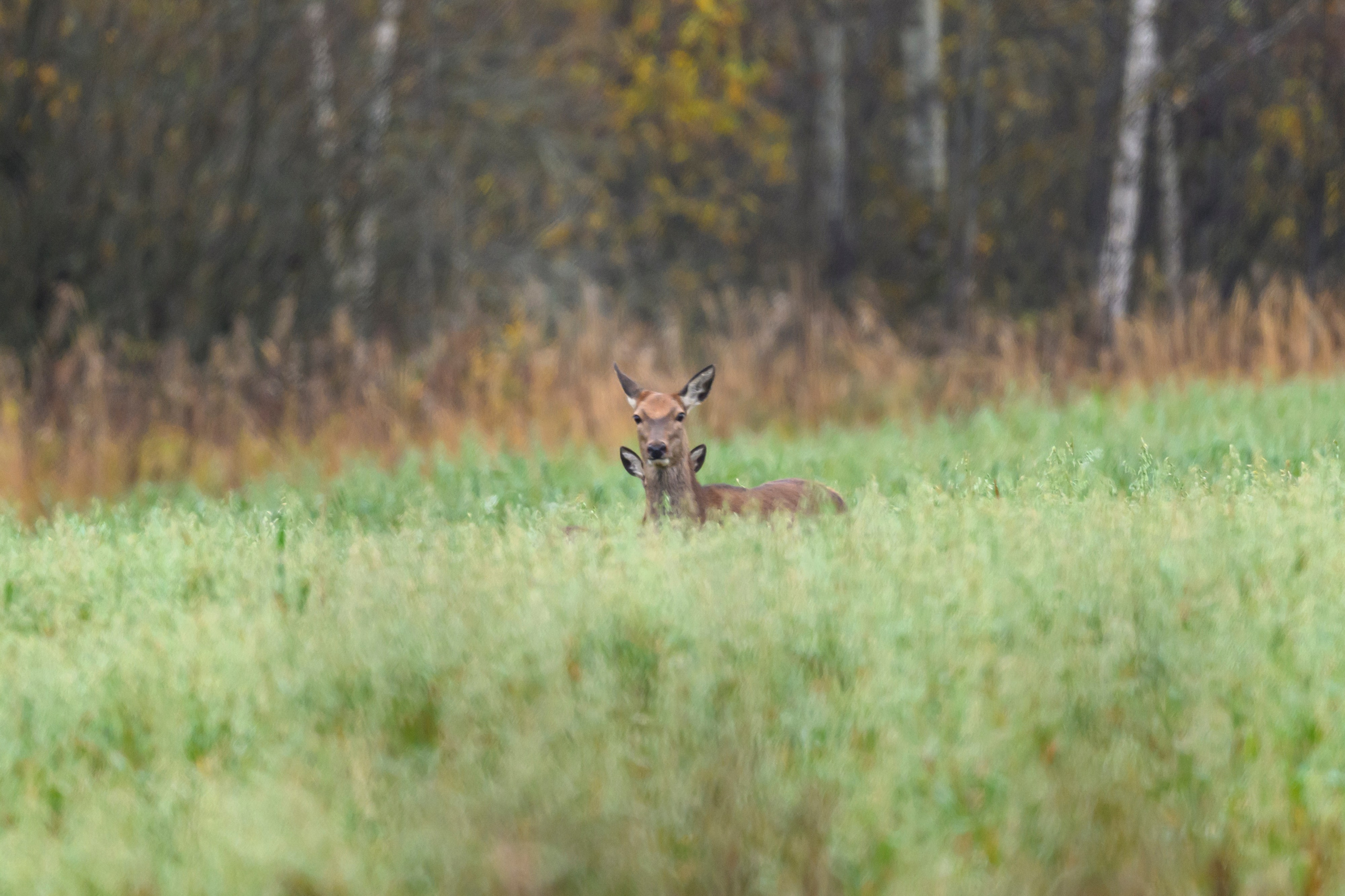 Осень. Олени, тетерева и снегири. Wildlife photography by Sergey Puponin