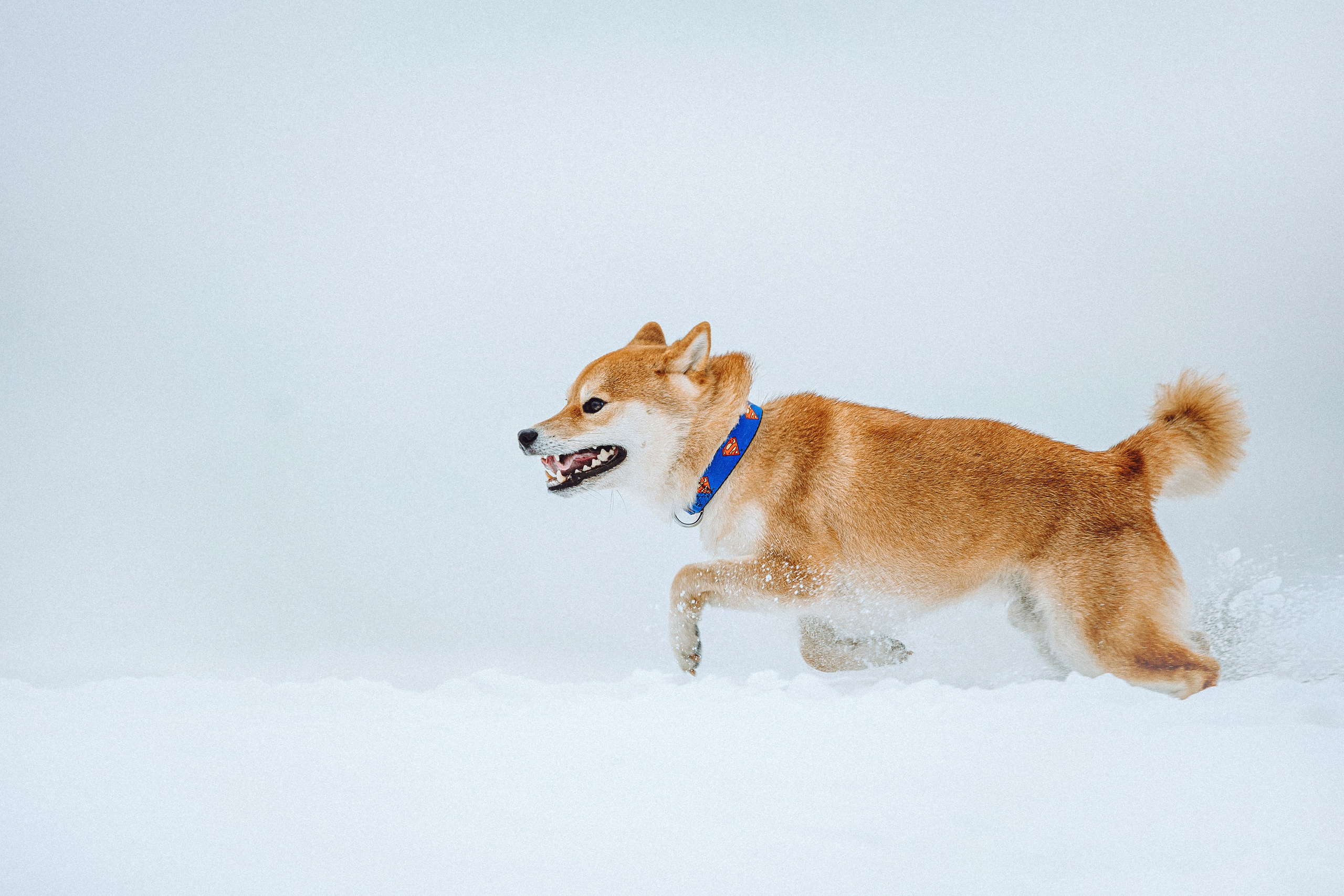 Настя и Ронин