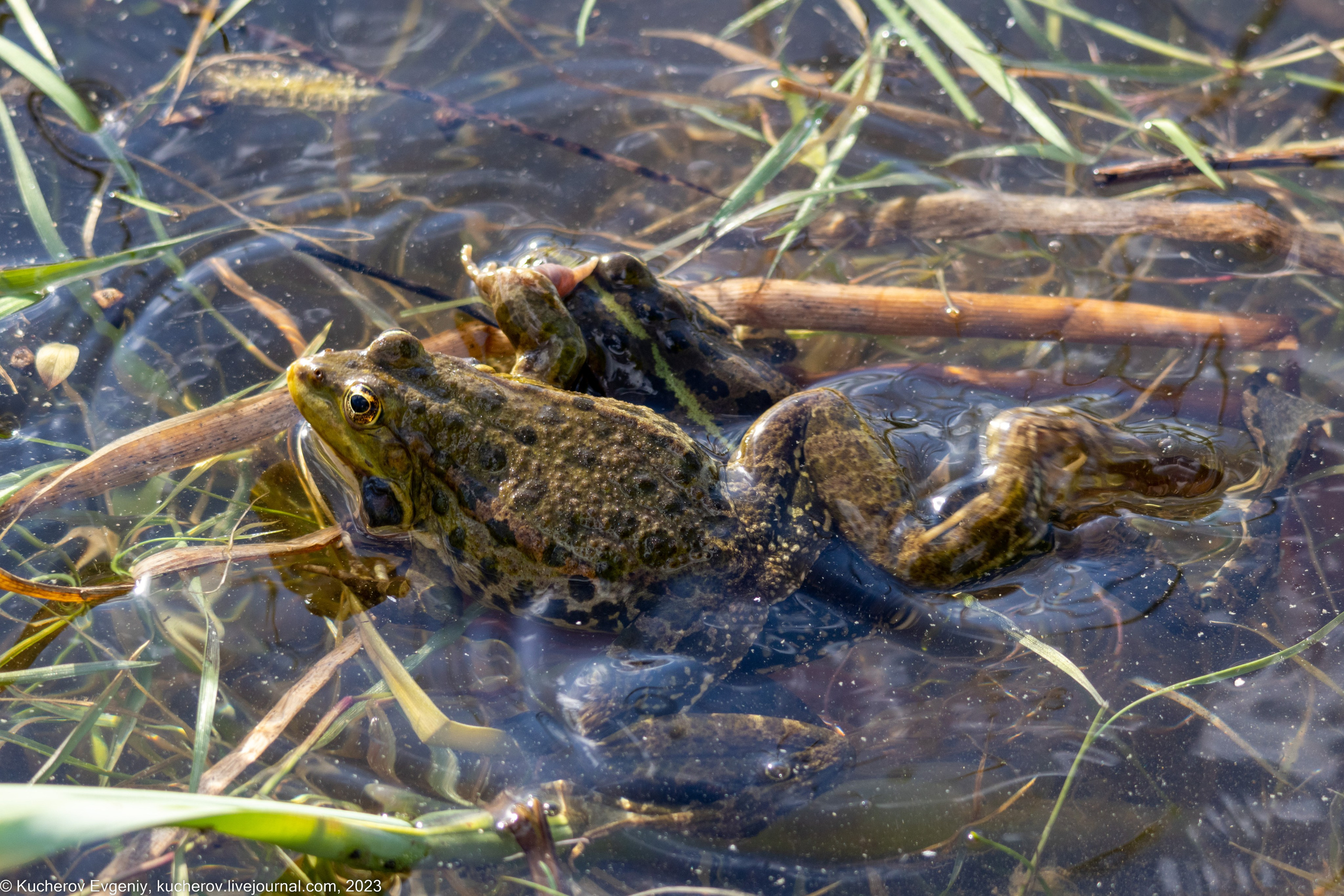 Лягушки. Кучеров Евгений. Фотограф