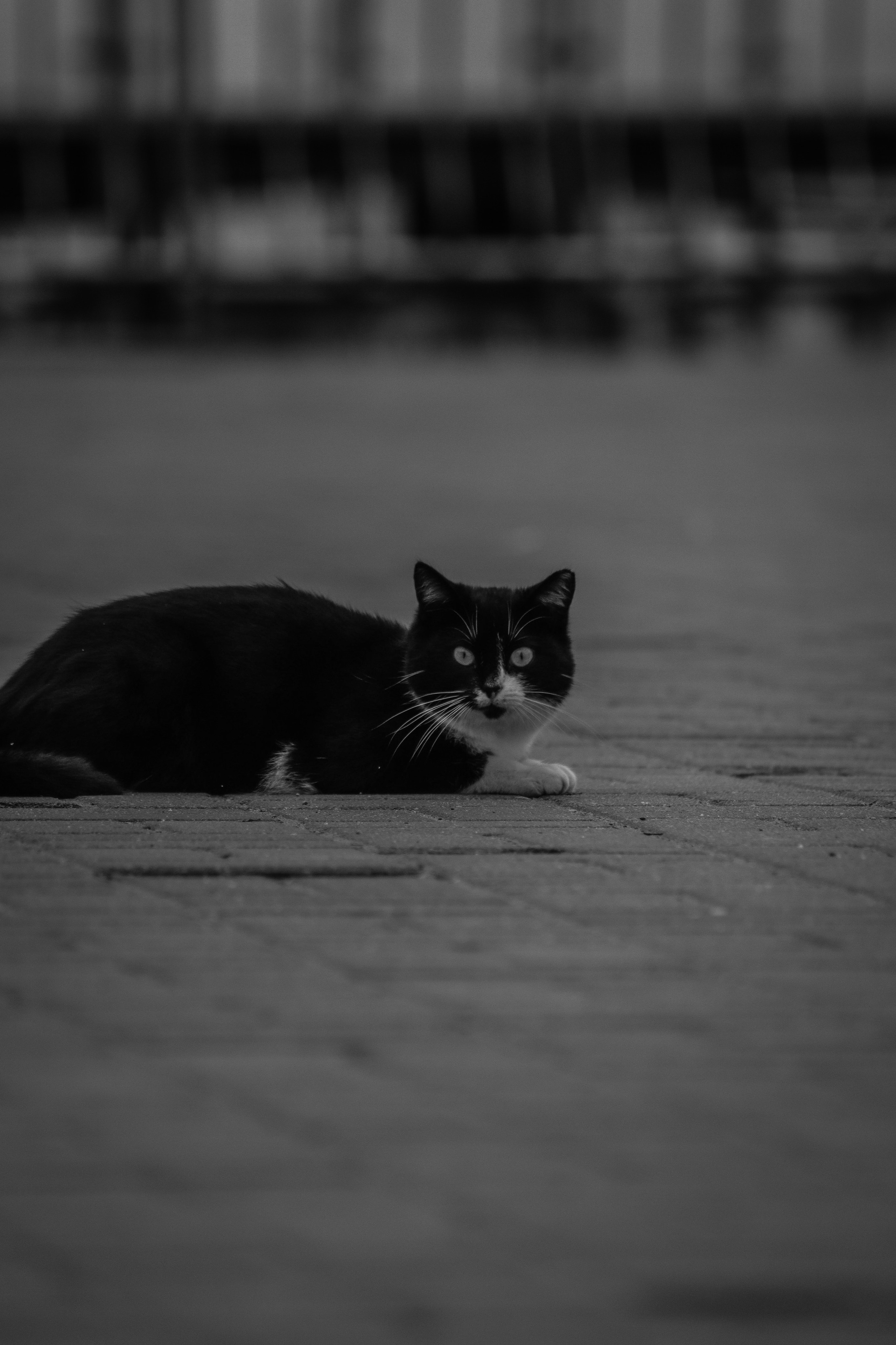 Ч \ Б. — Digital Noise —