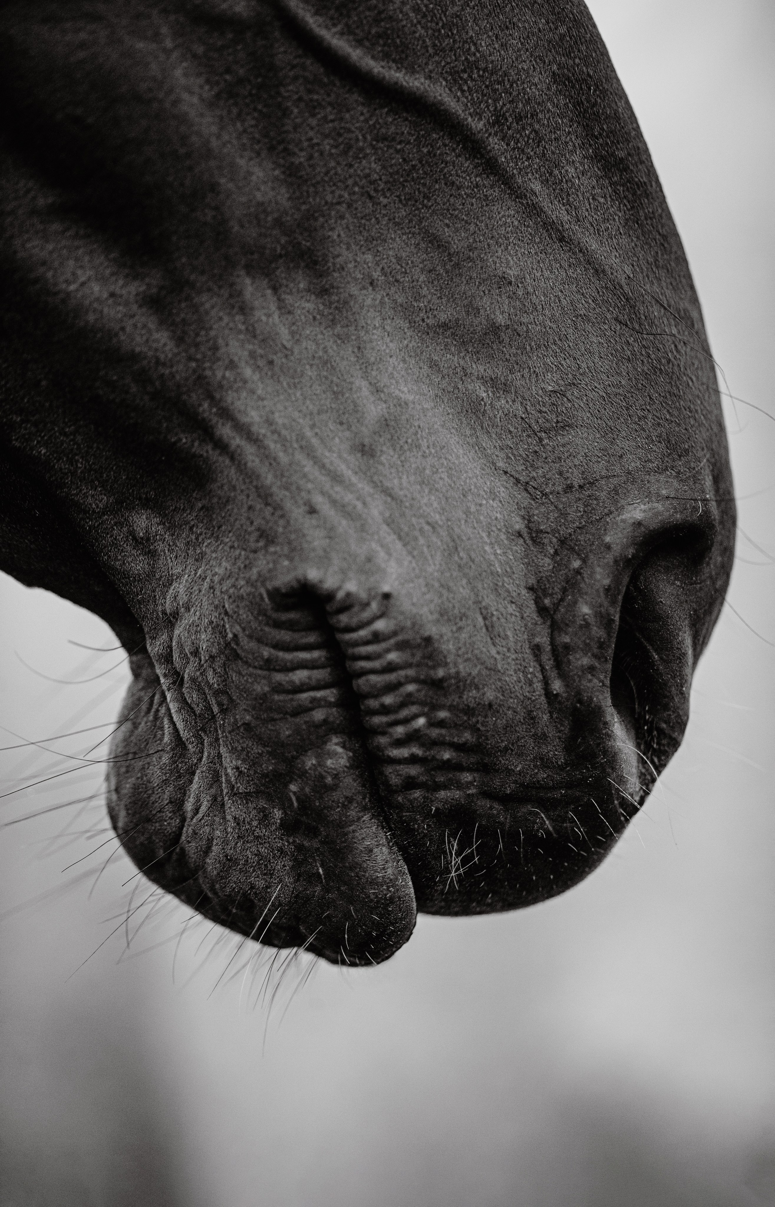 Разное. Фотограф-анималист Ксендзова Кристина