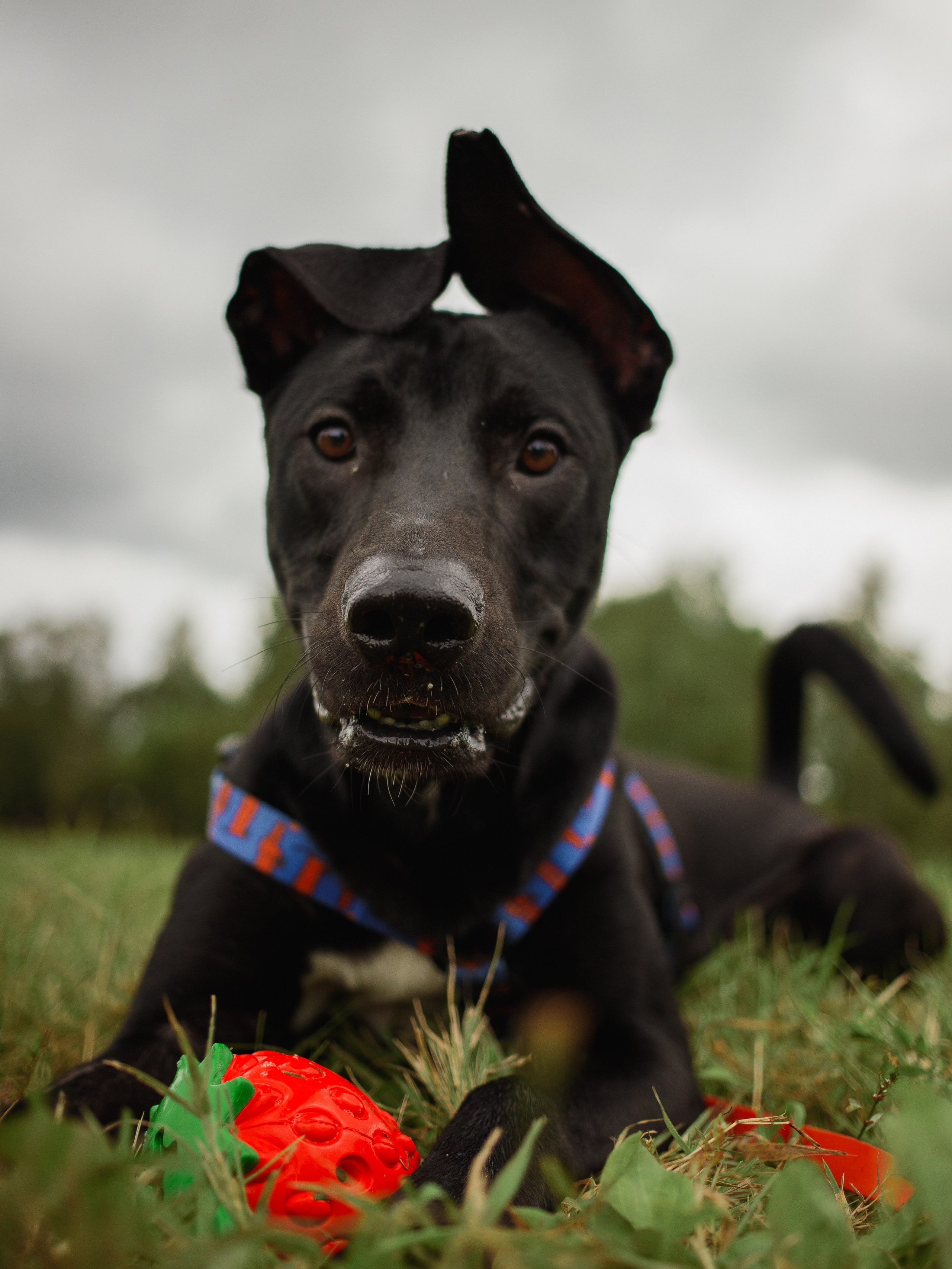 Отис ищет дом. Портретный фотограф в Санкт-Петербурге Катя Протасевич