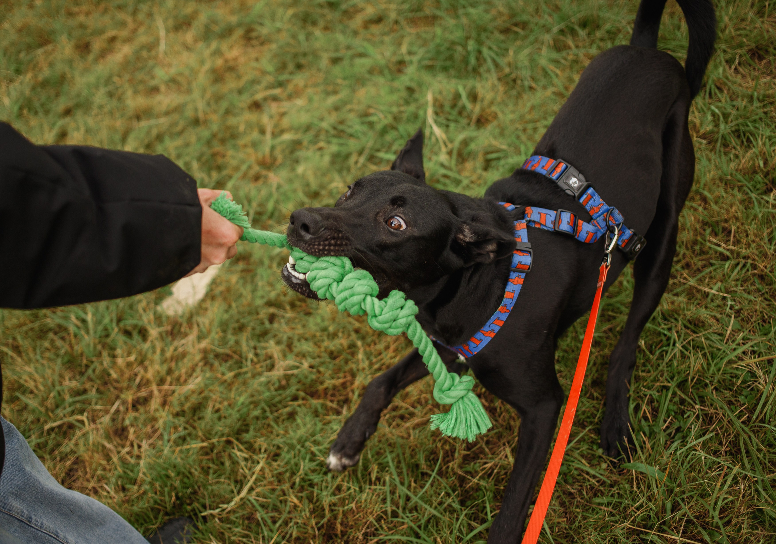 Отис ищет дом. Портретный фотограф в Санкт-Петербурге Катя Протасевич