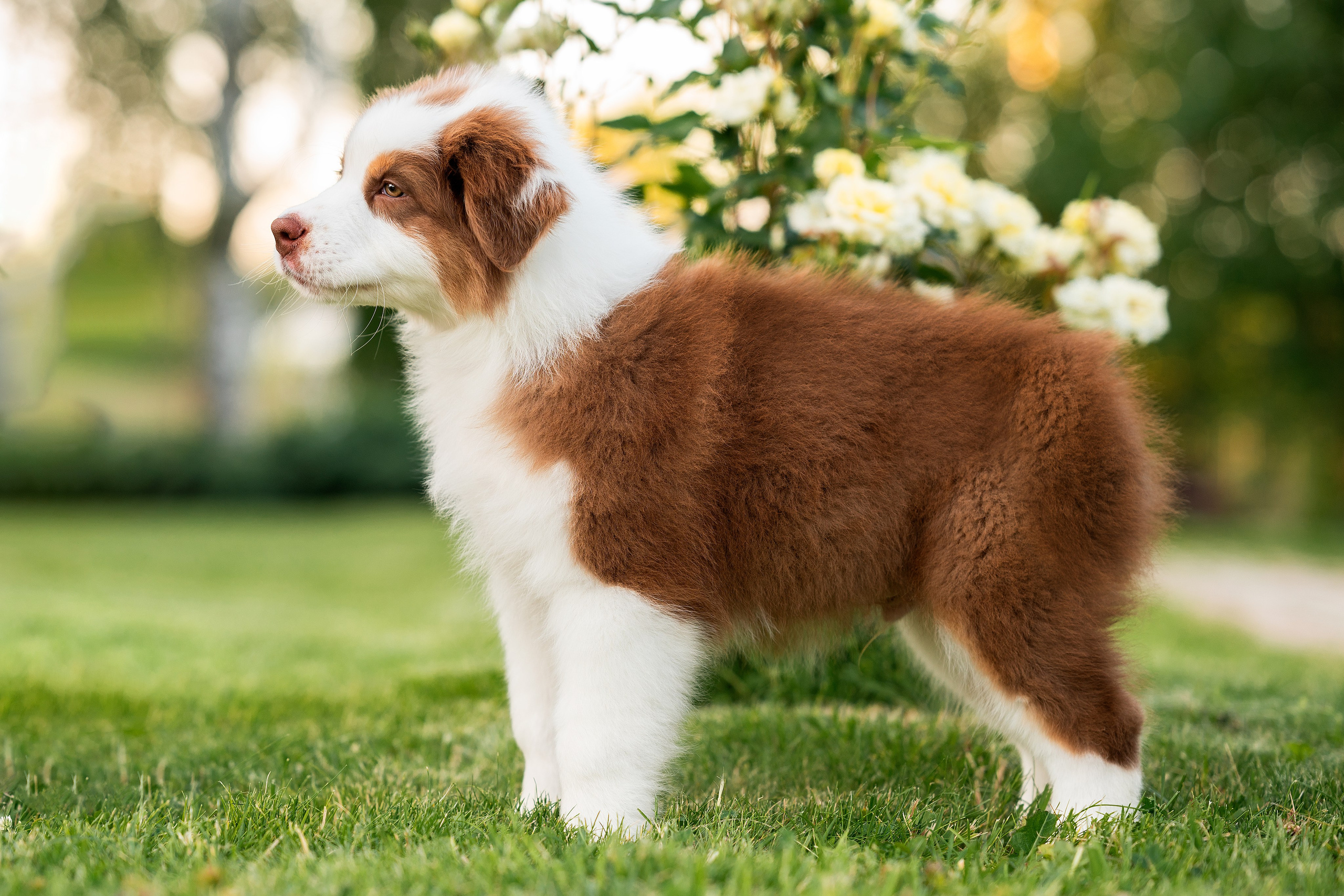 Заводчик Елизавета Степанова. Творческий фотограф Вологда