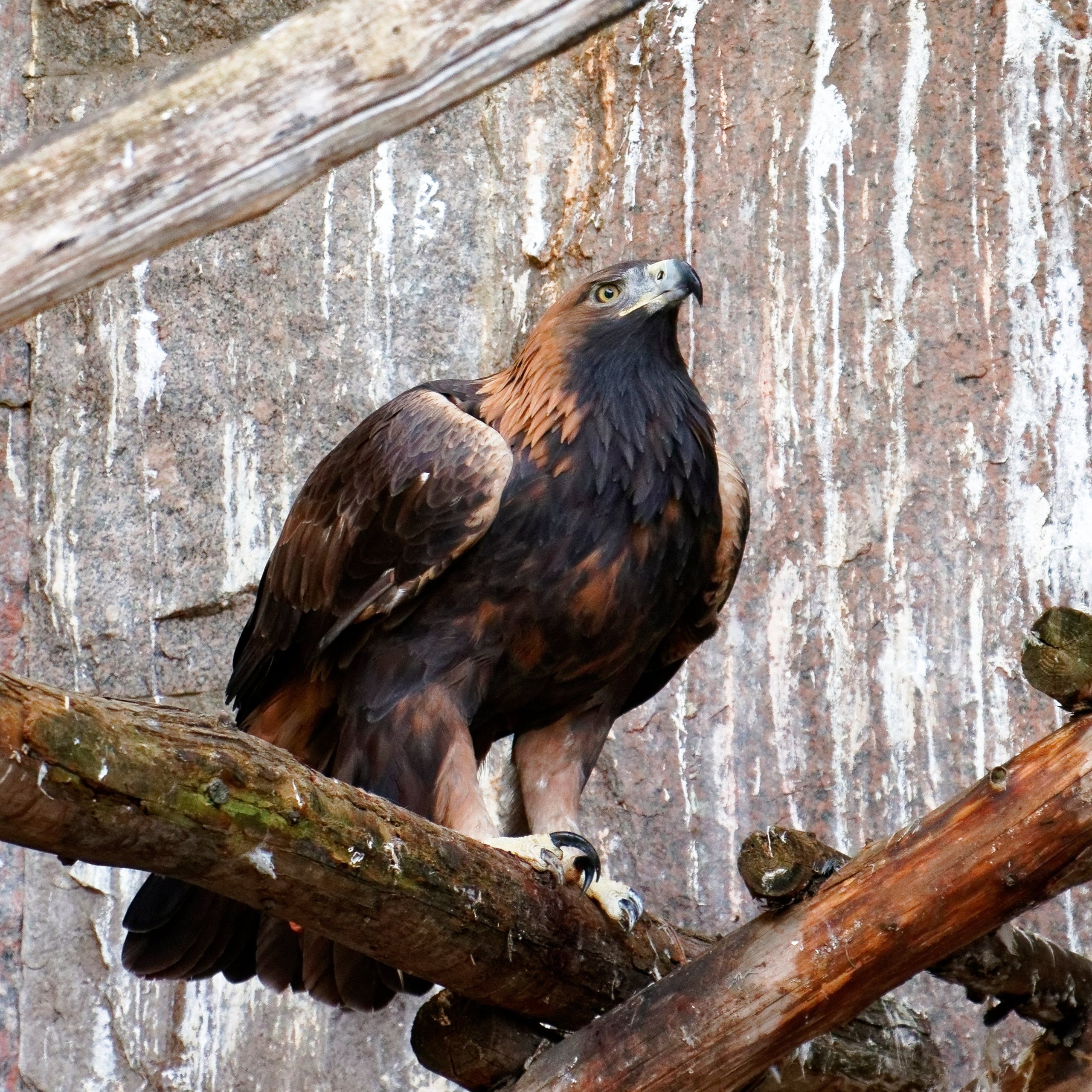 МОСКОВСКИЙ ЗООПАРК. Фотограф Владимир Роля