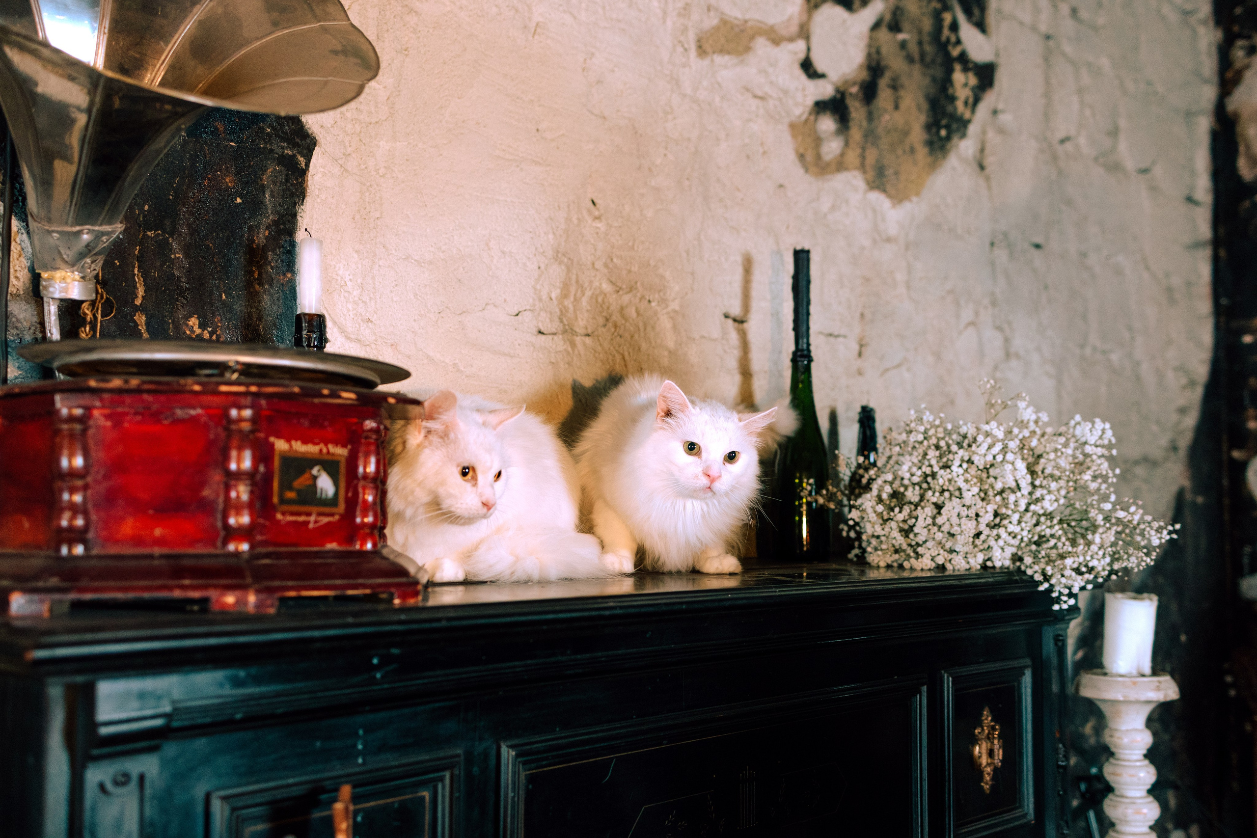 Съёмка домашних животных