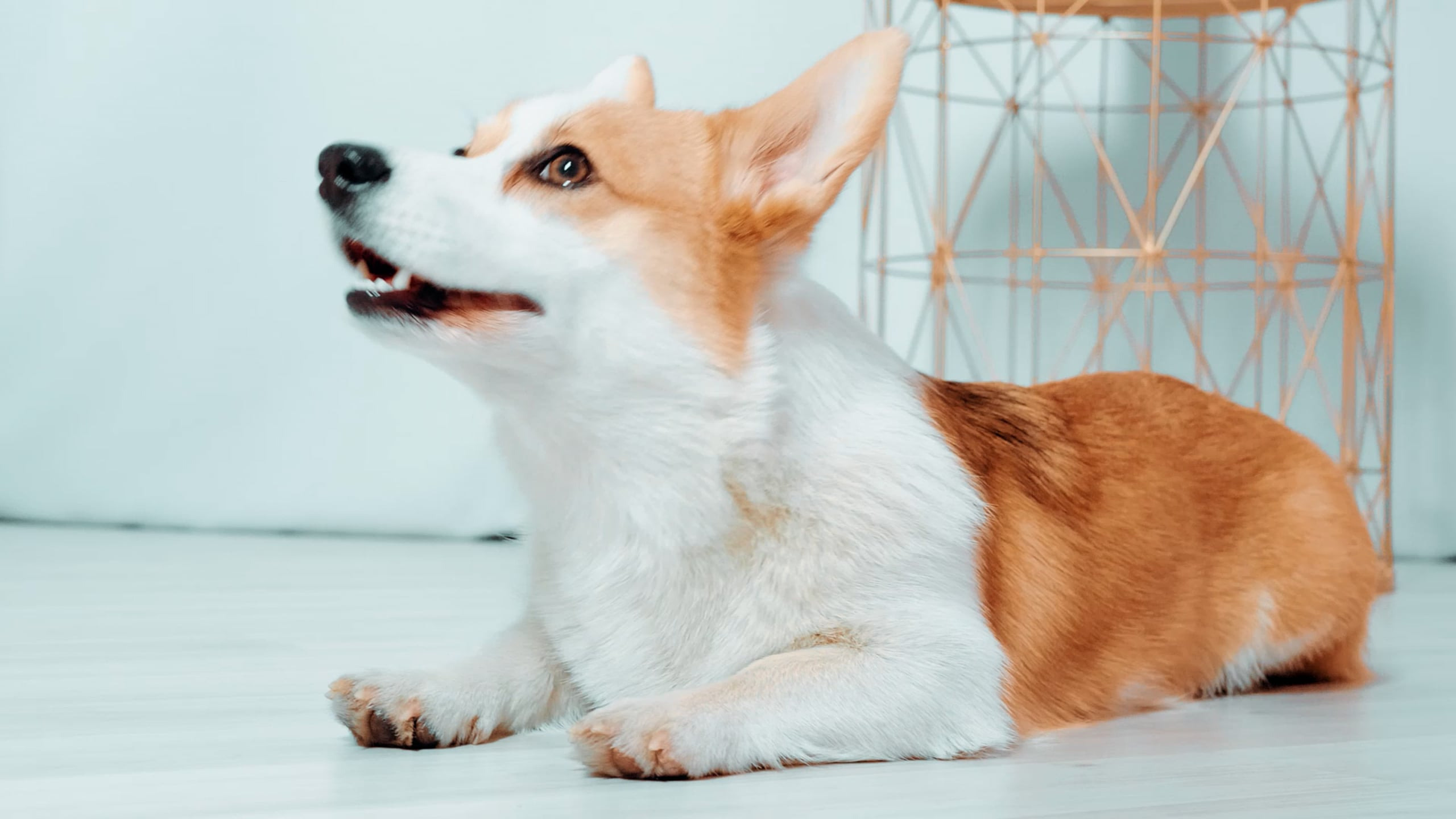 СOMMERCE. Видеосъемка в Москве и области — Александр Петровский