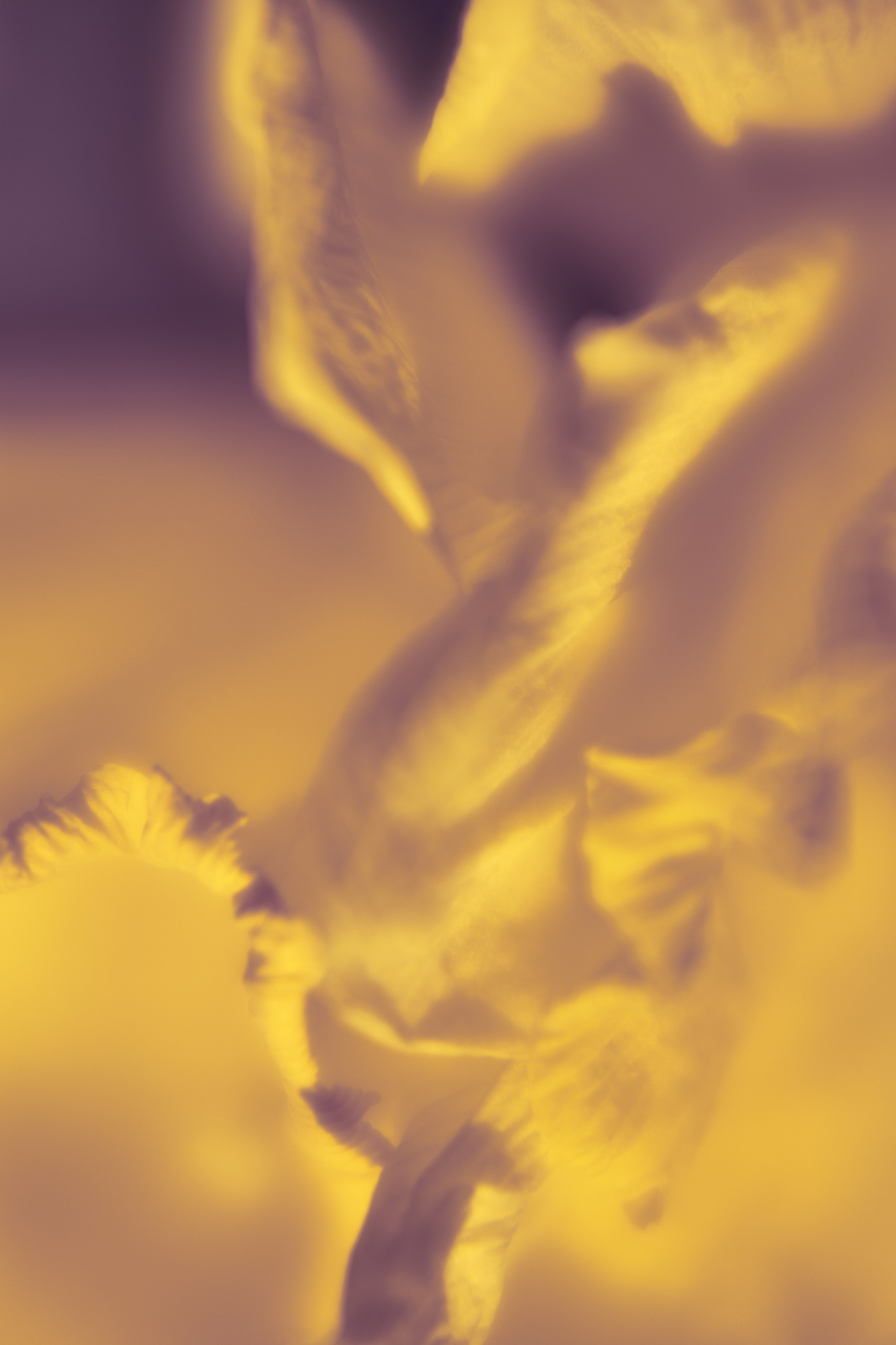 Макро-абстракция «Эфемерность» | Лимитированная серия. Sandra Marselly | Абстрактная Макро-Фотография