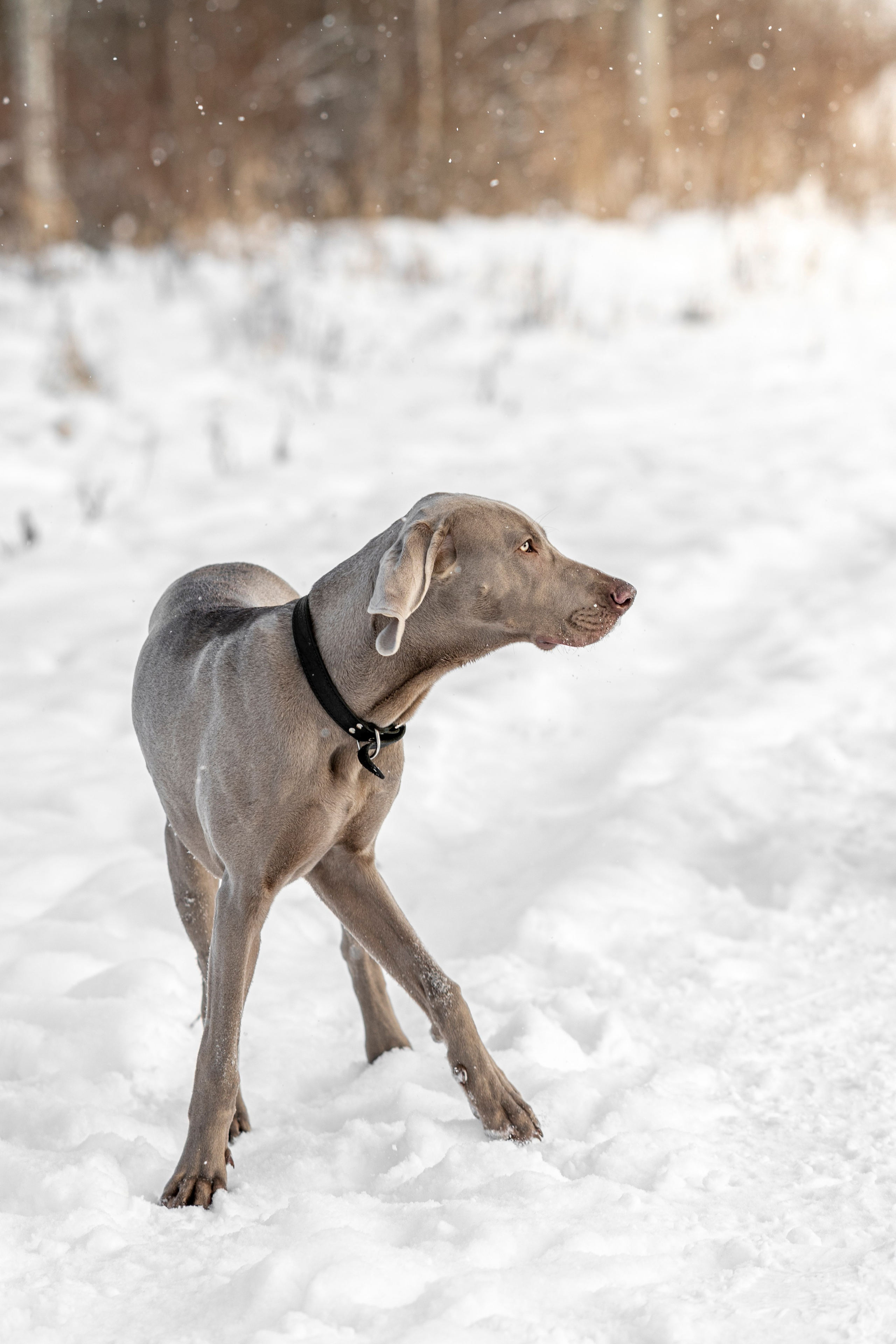 Фотопрогулка с красивой собакой. Фотограф анималист в Санкт-Петербурге Таша Крейв