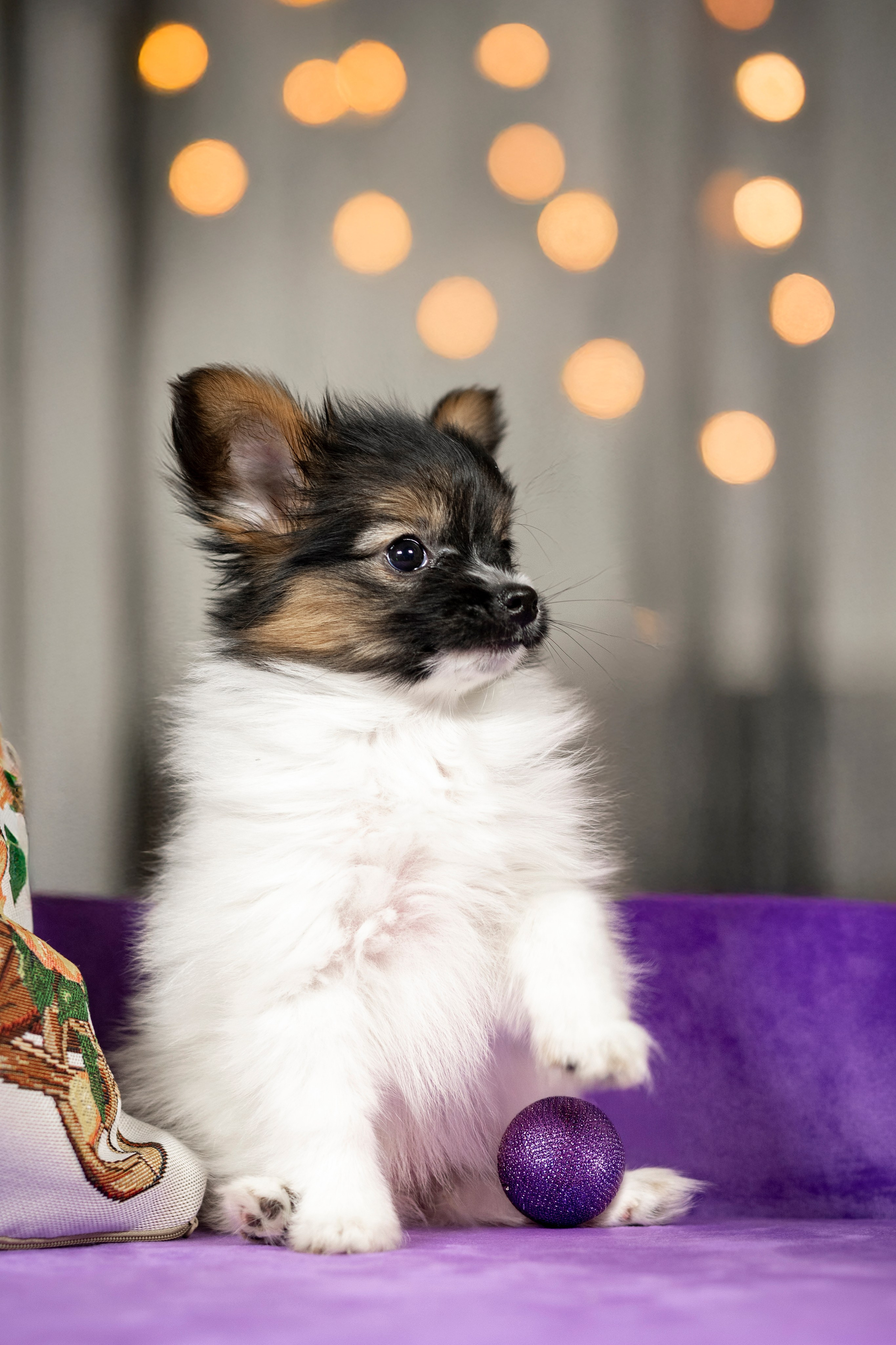 Щенки Папильона. Фотограф анималист в Санкт-Петербурге Таша Крейв