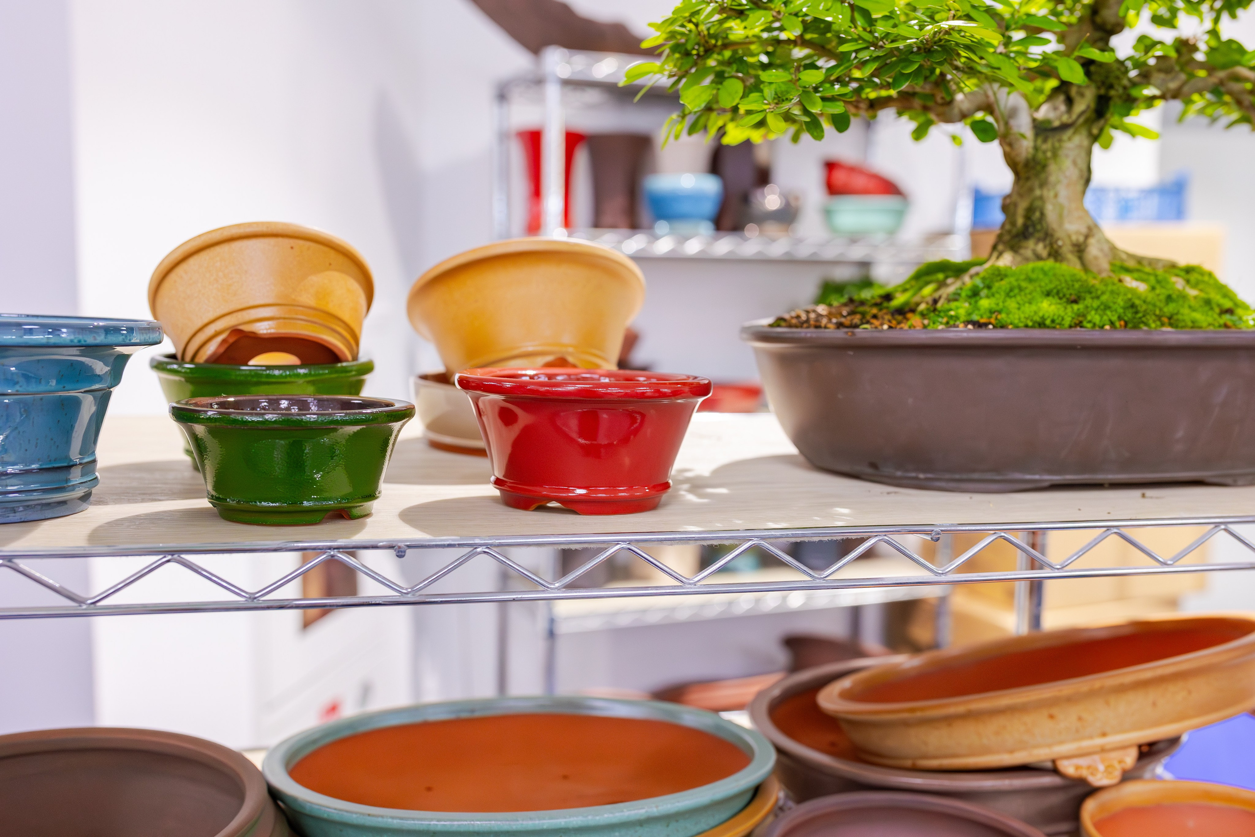 Орхидиум сентябрь 2025. Александра Куликова фотограф, Москва