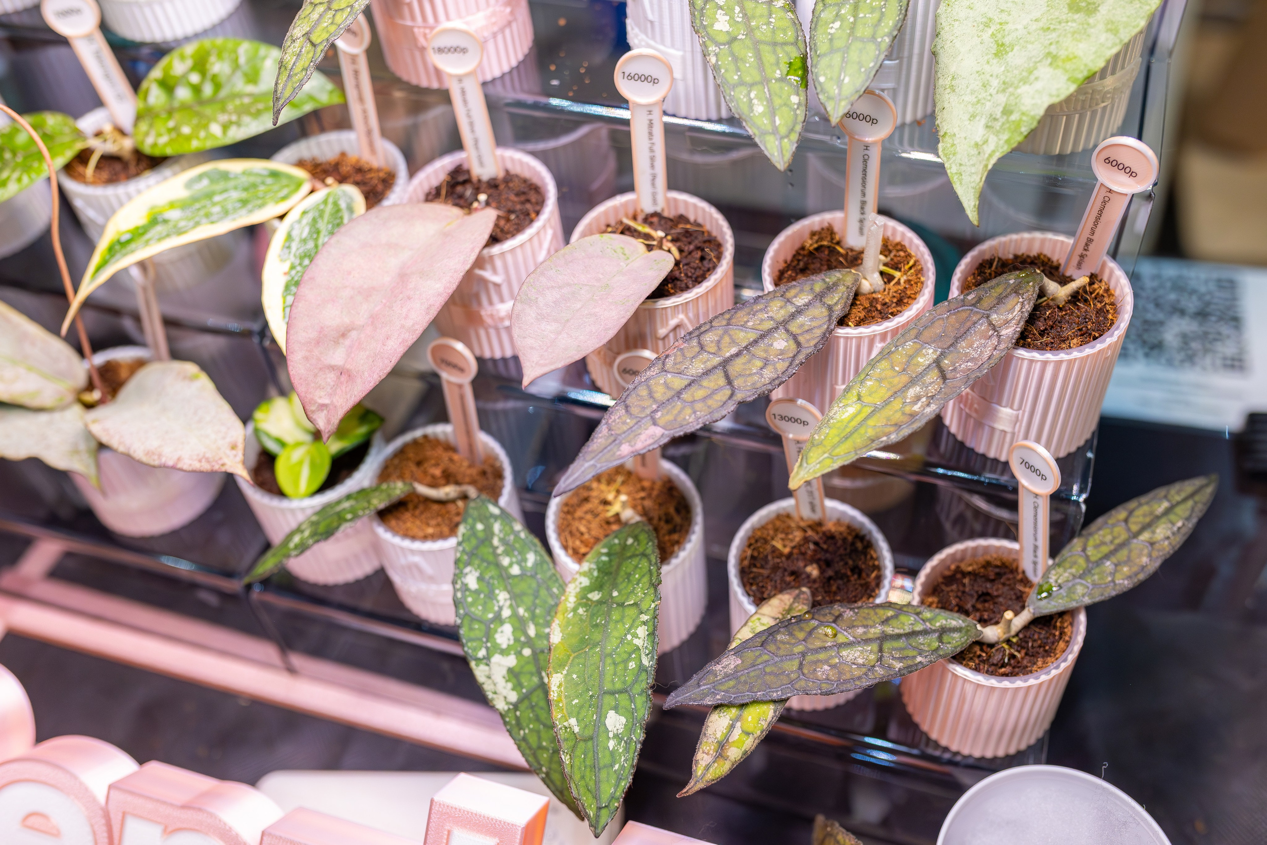 Орхидиум 12.2025. Александра Куликова фотограф, Москва