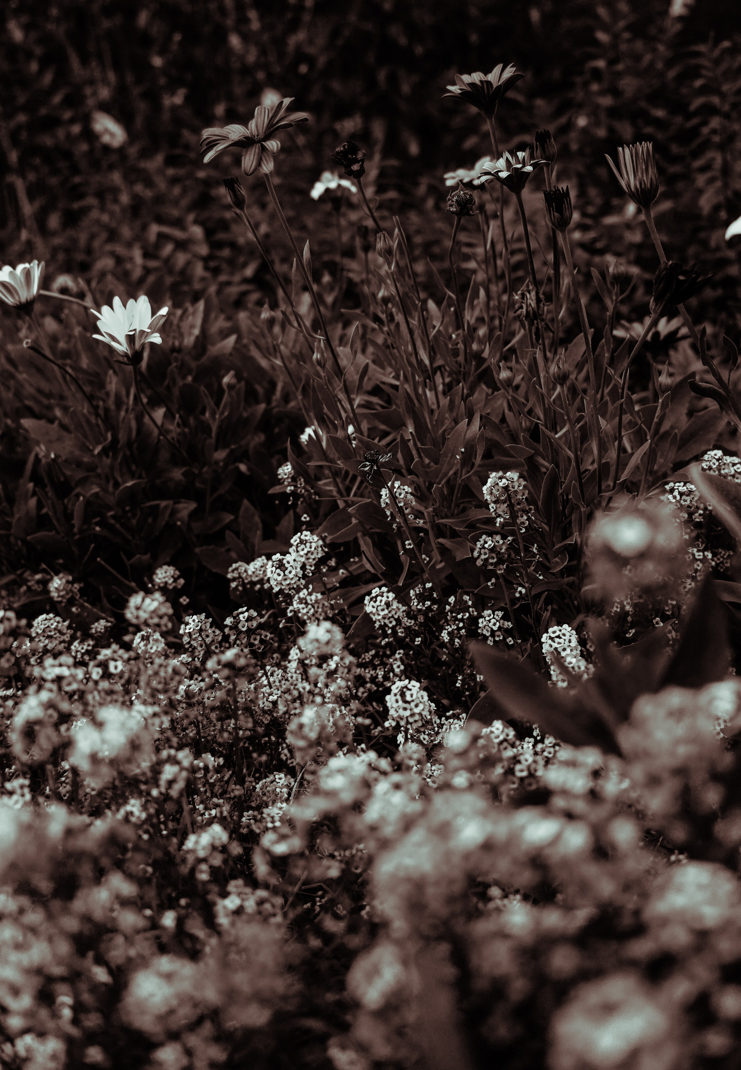 СЕРГЕЙ | БОТАНИЧЕСКИЙ САД ТБИЛИСИ. Photographer Barcelona