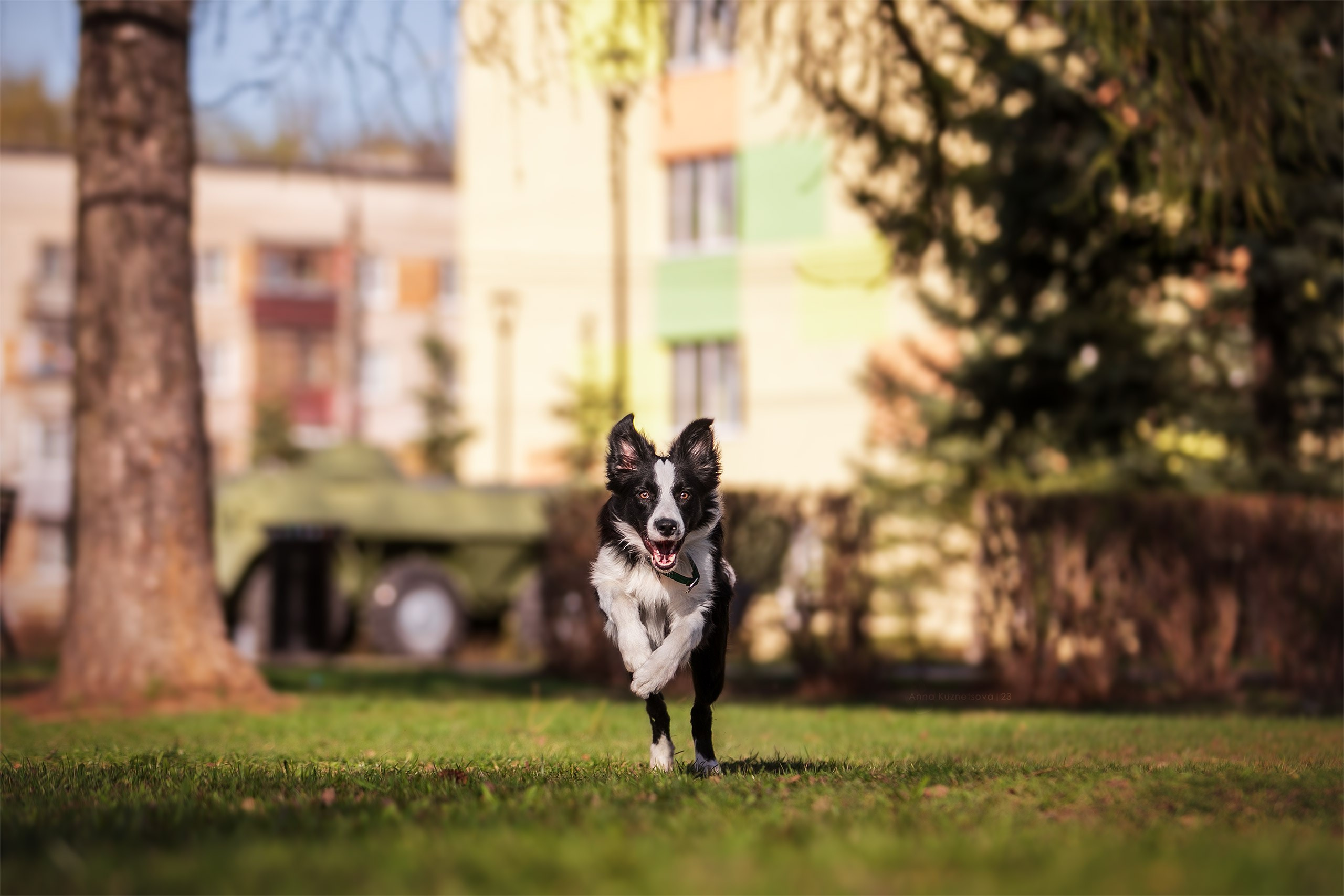 За рингом. Фотограф анималист Кузнецова Анна Нижний Новгород