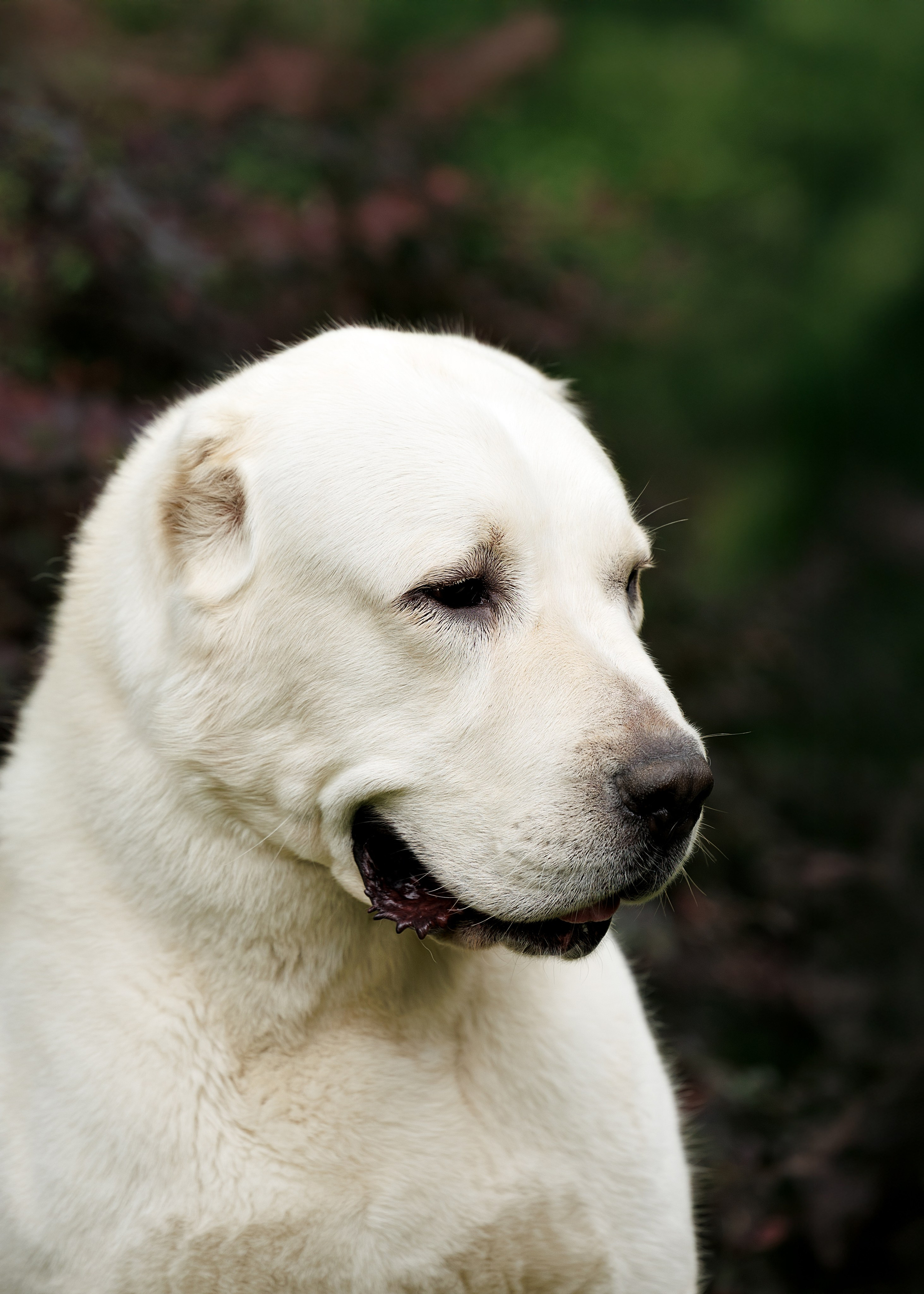 Портфолио: Фотосъёмка собак в Москве и области — авторские образы. Фотограф-анималист и бренд-фотограф в Москве | Фотография собак, людей, бизнес-портрет