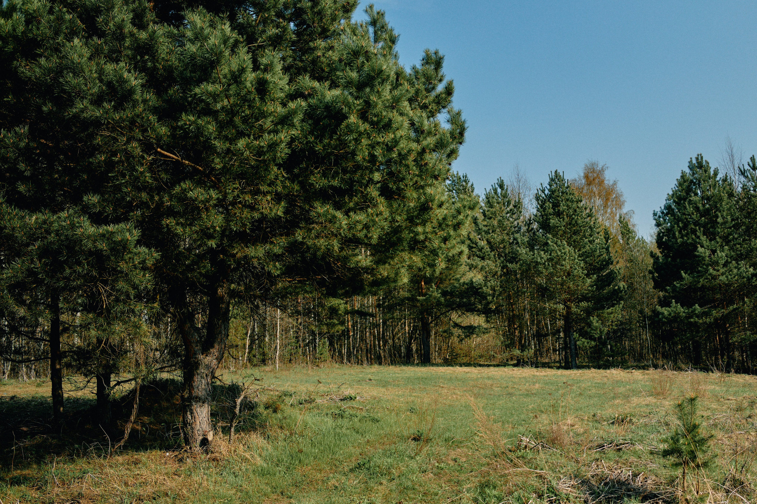 Бутик-отель Поле летом. Профессиональный Фотограф во Владимире, в Москве и в Суздале — Полина Романычева