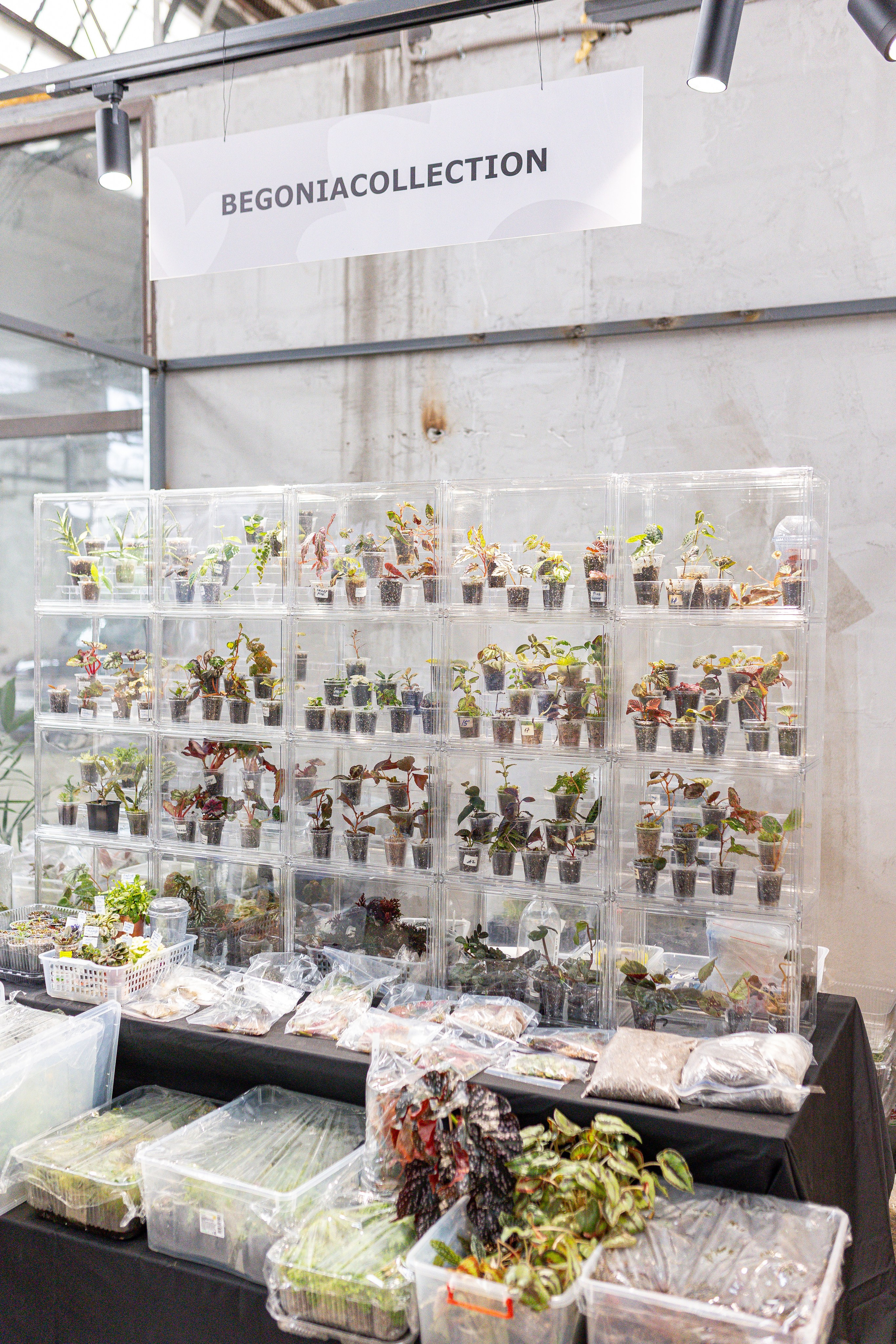 Green rare июнь 2025. Александра Куликова фотограф, Москва