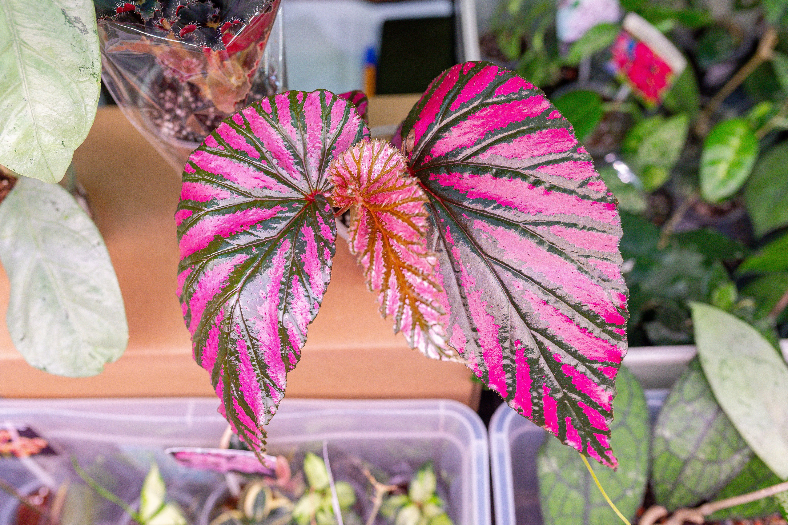 Орхидиум 12.2025. Александра Куликова фотограф, Москва