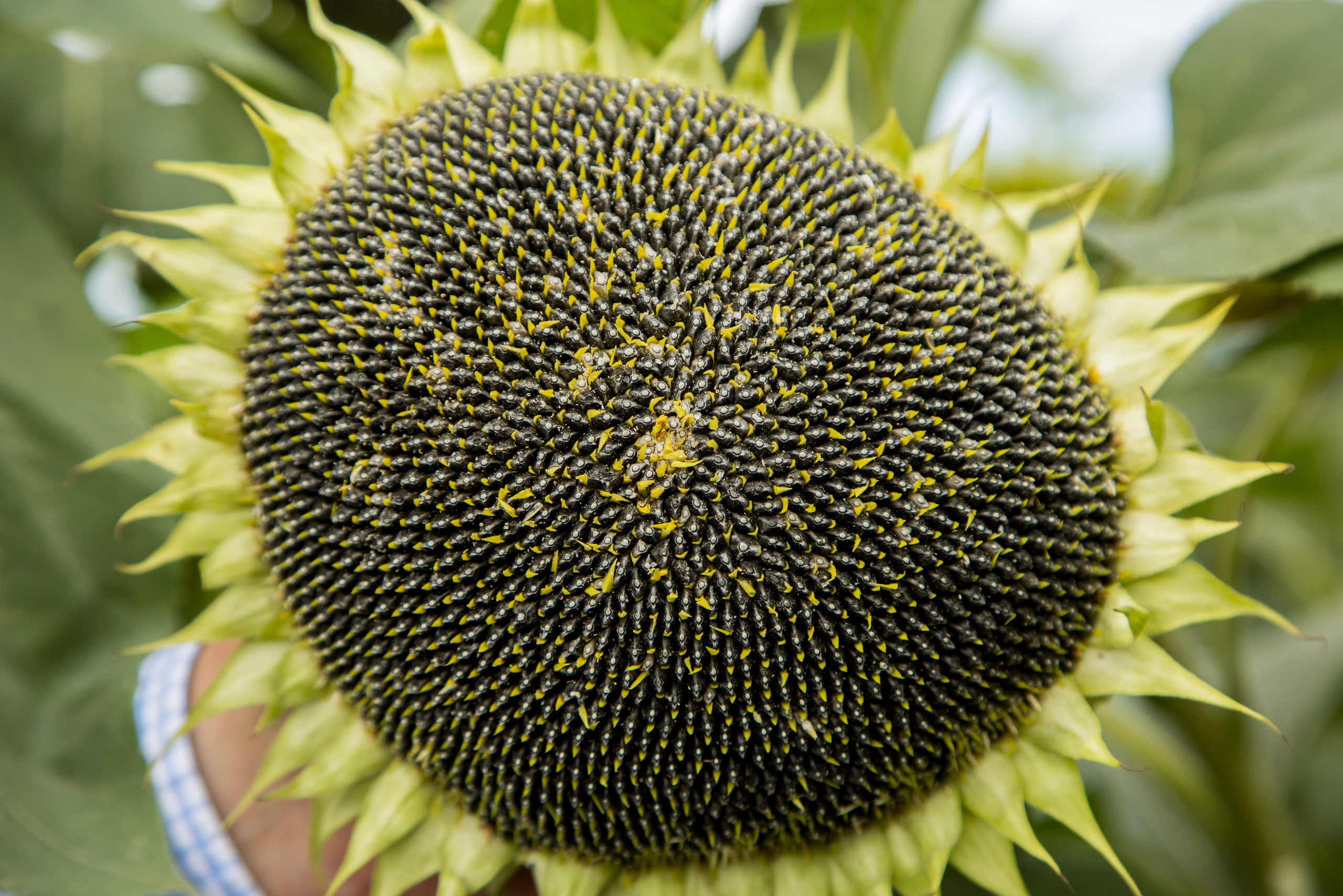 Решения для сельского хозяйства BASF 16.08.2022. Владислав Волков | Фотография и видеосъемка в Воронеже
