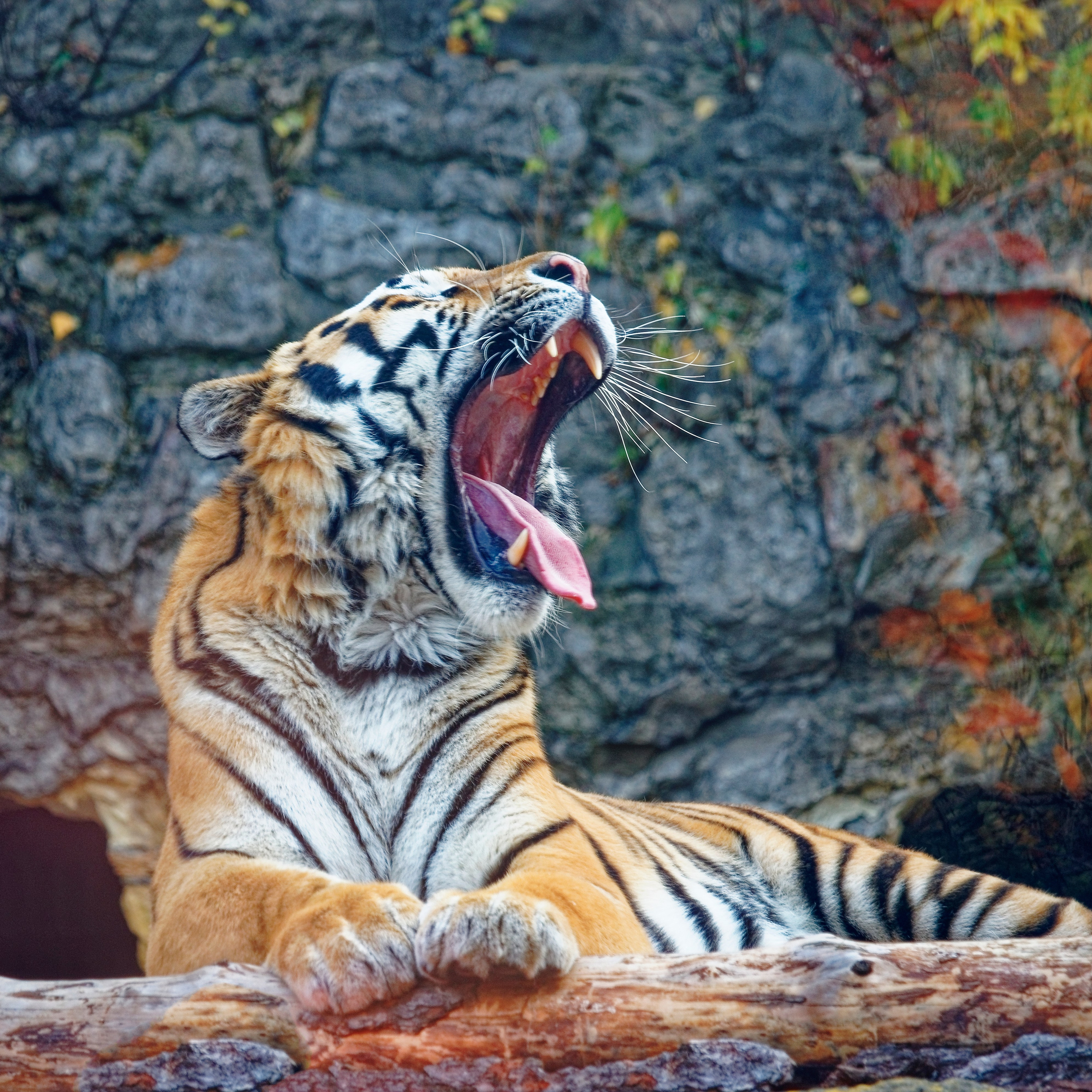 МОСКОВСКИЙ ЗООПАРК. Фотограф Владимир Роля