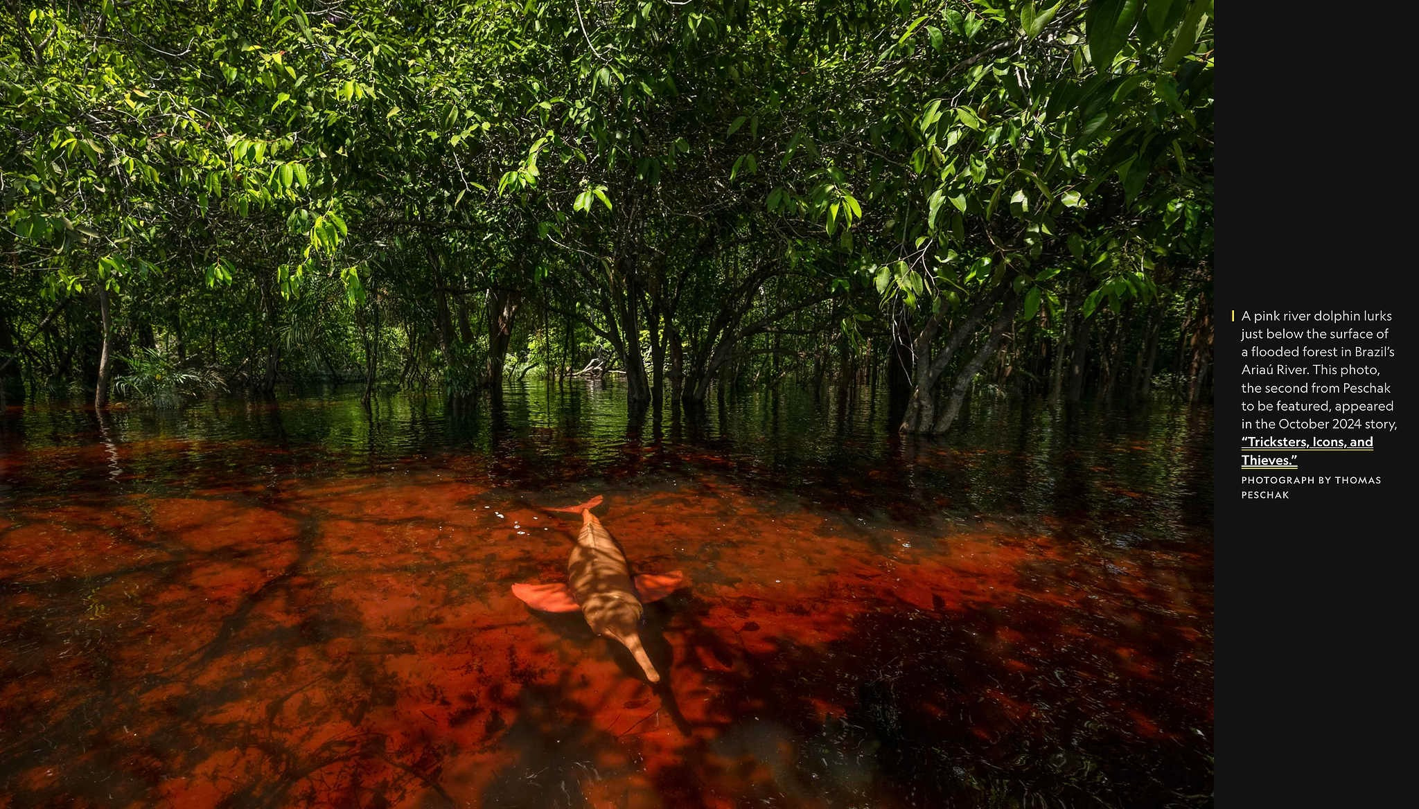 2024 год в объективе фотографов National Geographic. Фотограф Михаил Мордасов, Сочи. Мероприятия, портреты, спорт, репортаж