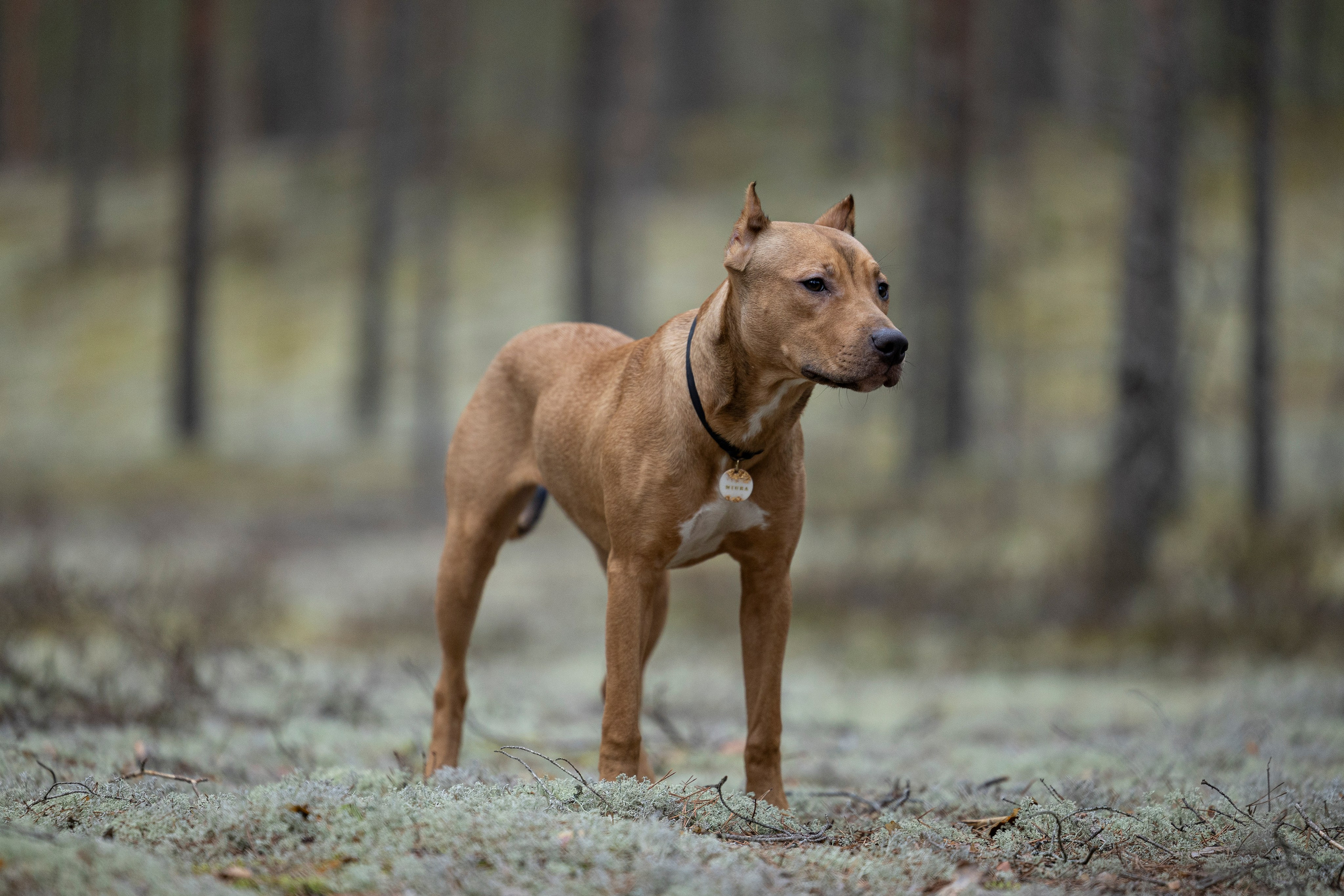 Лужские Мальдивы. Фотограф-анималист Анна Маринич