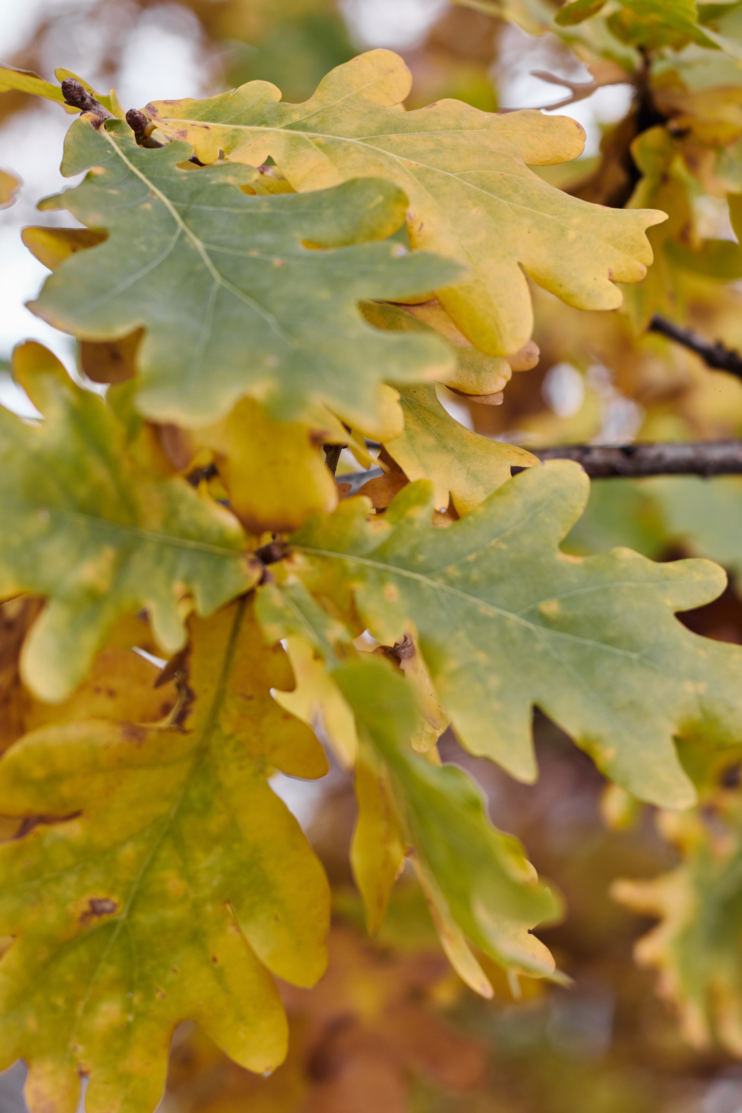 Фотограф в Волгограде Соколова Вера