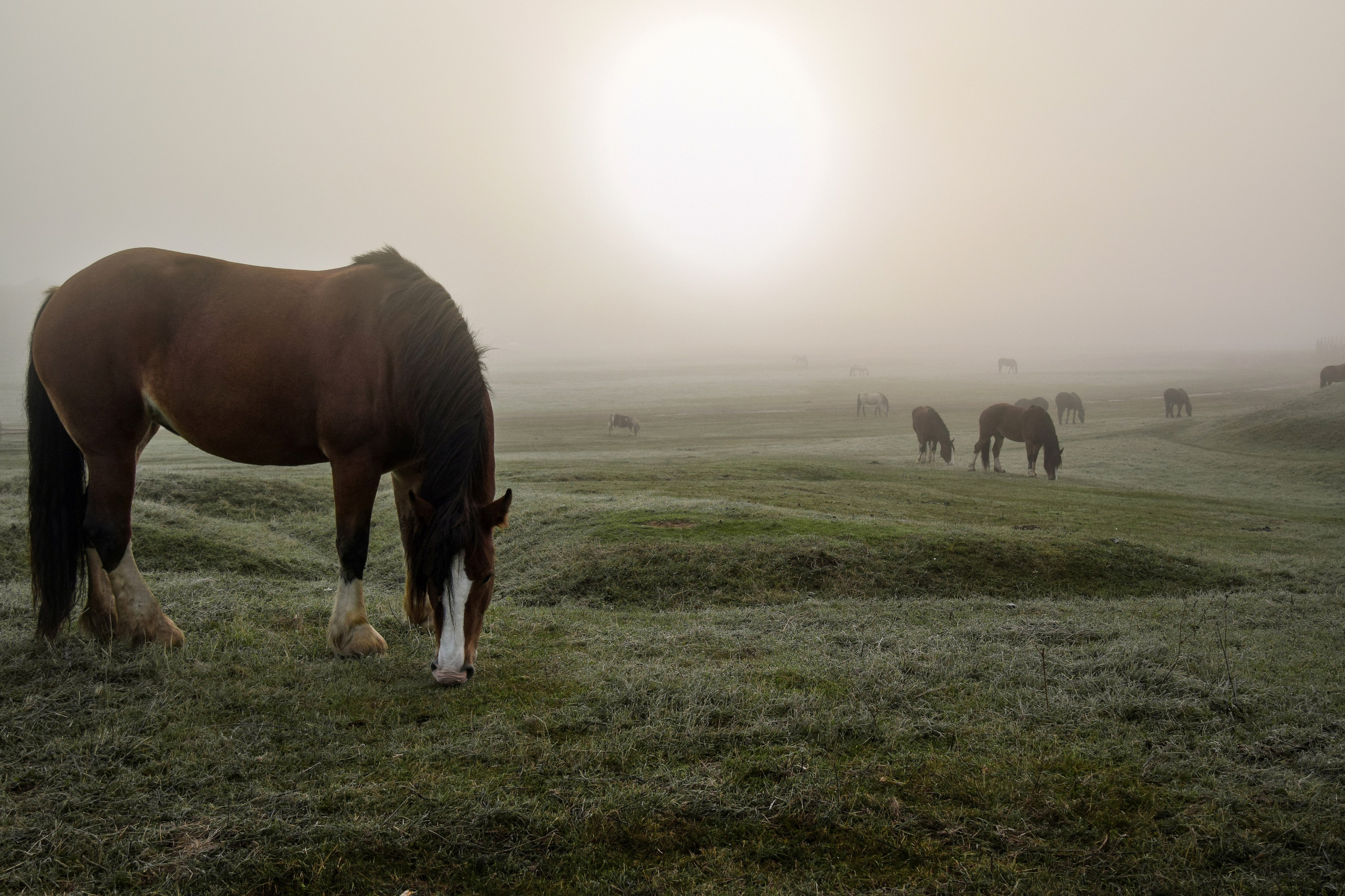 Кудыкина гора. Конный фотограф в Саратове Юлия Иванова