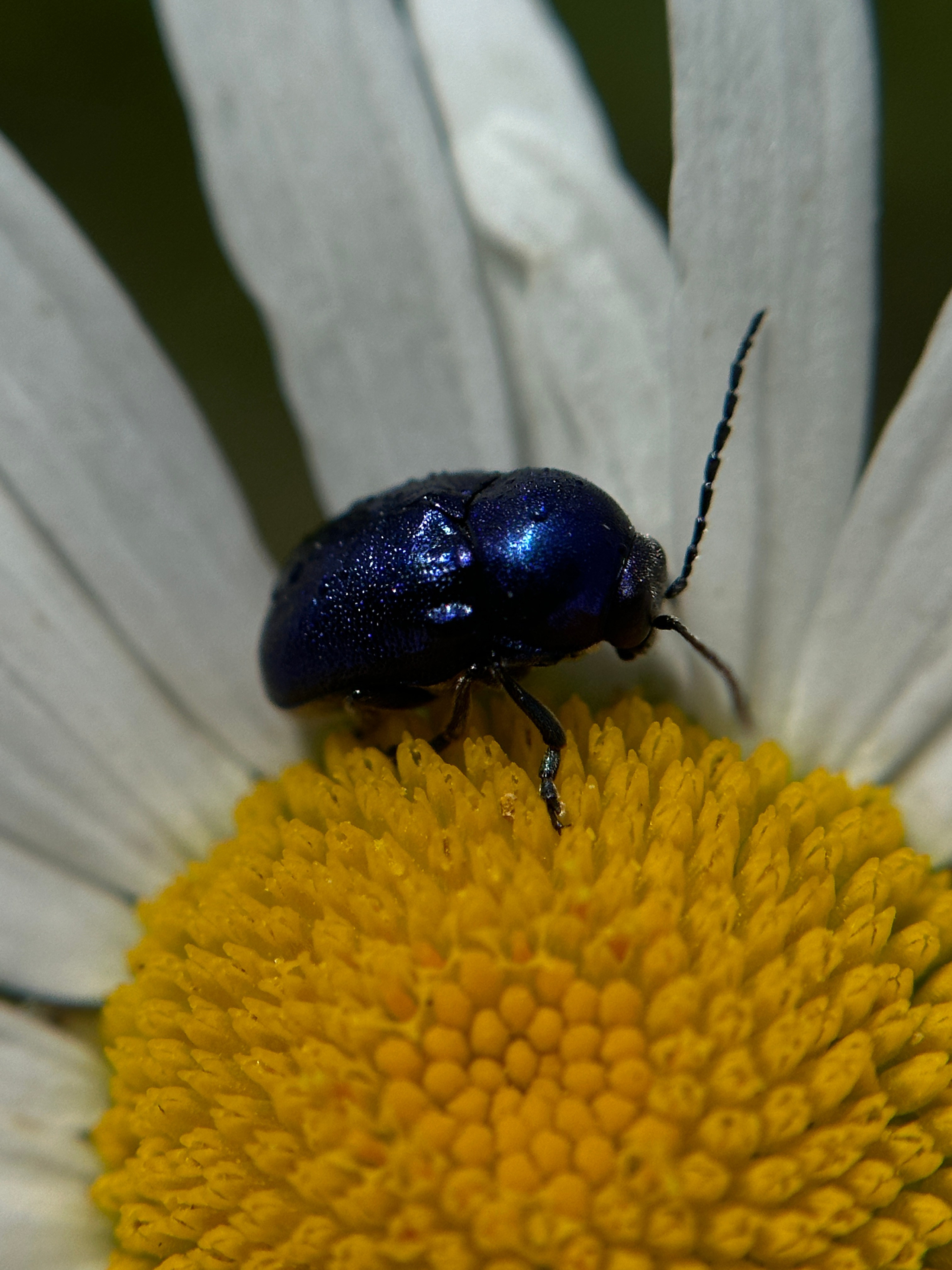 Макро любовь. Смотри, красота!