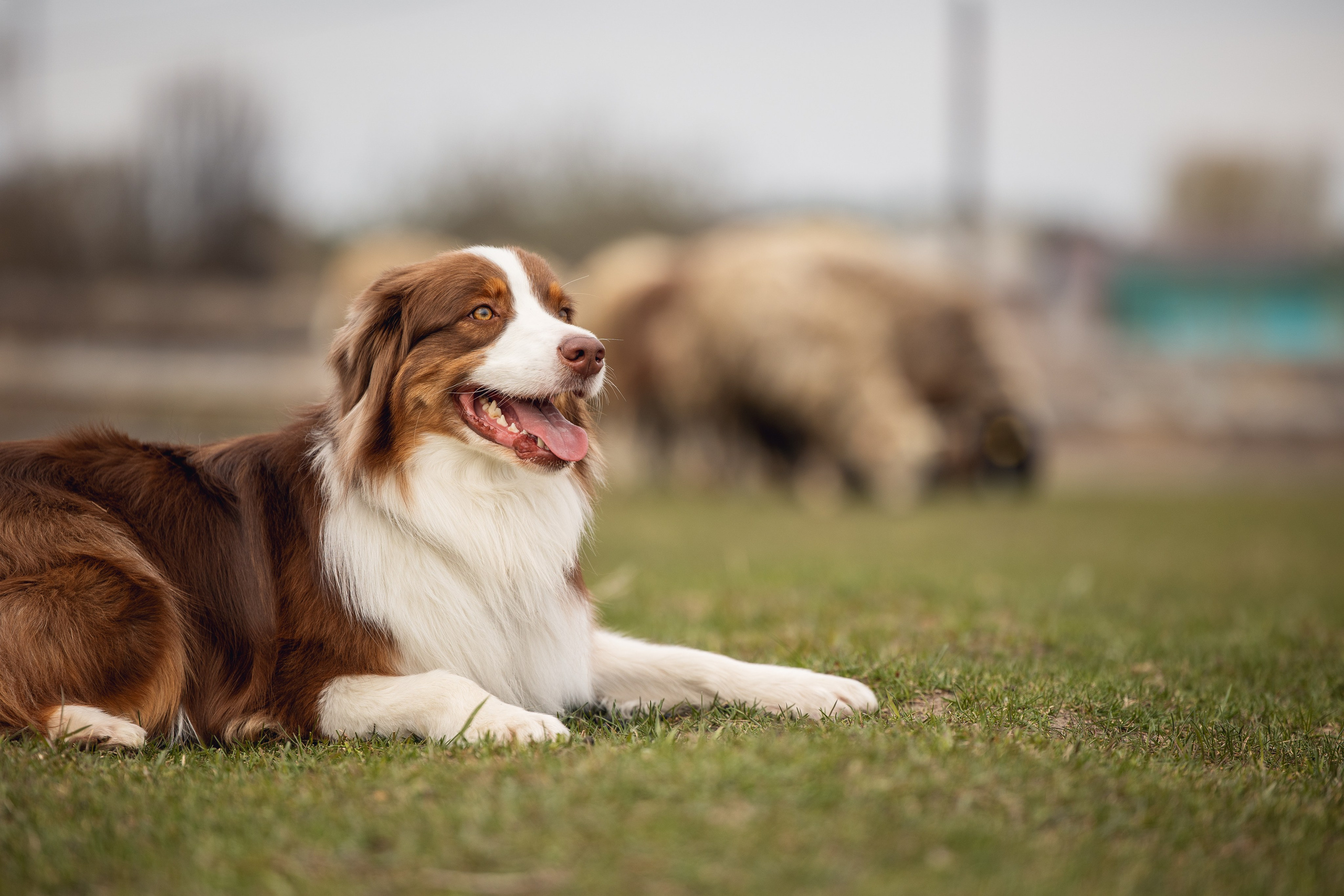Анна и Вуди. YULA KOLESOVA | Фотограф — Анималист | Художник | Тюмень