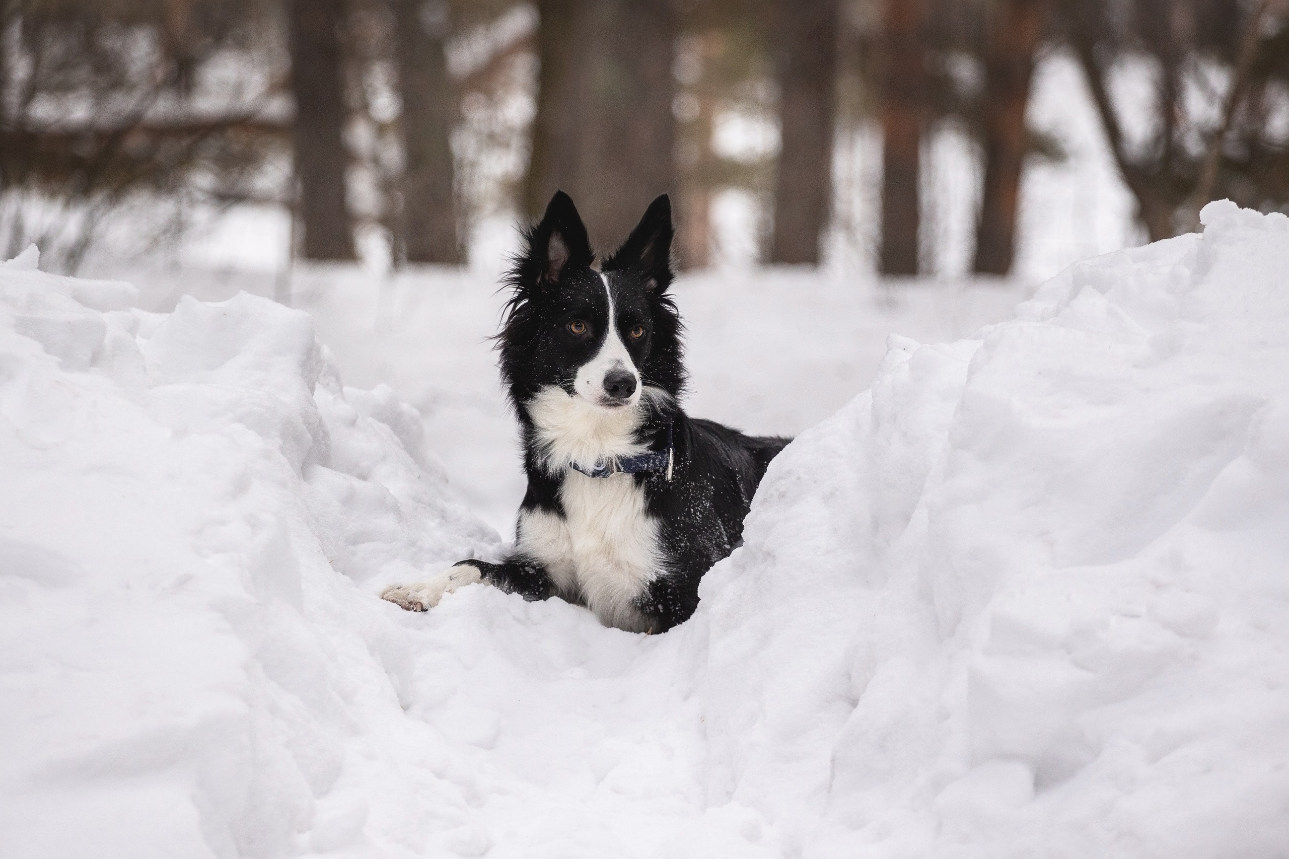 Арина и Грейс. YULA KOLESOVA | Фотограф — Анималист | Художник | Тюмень