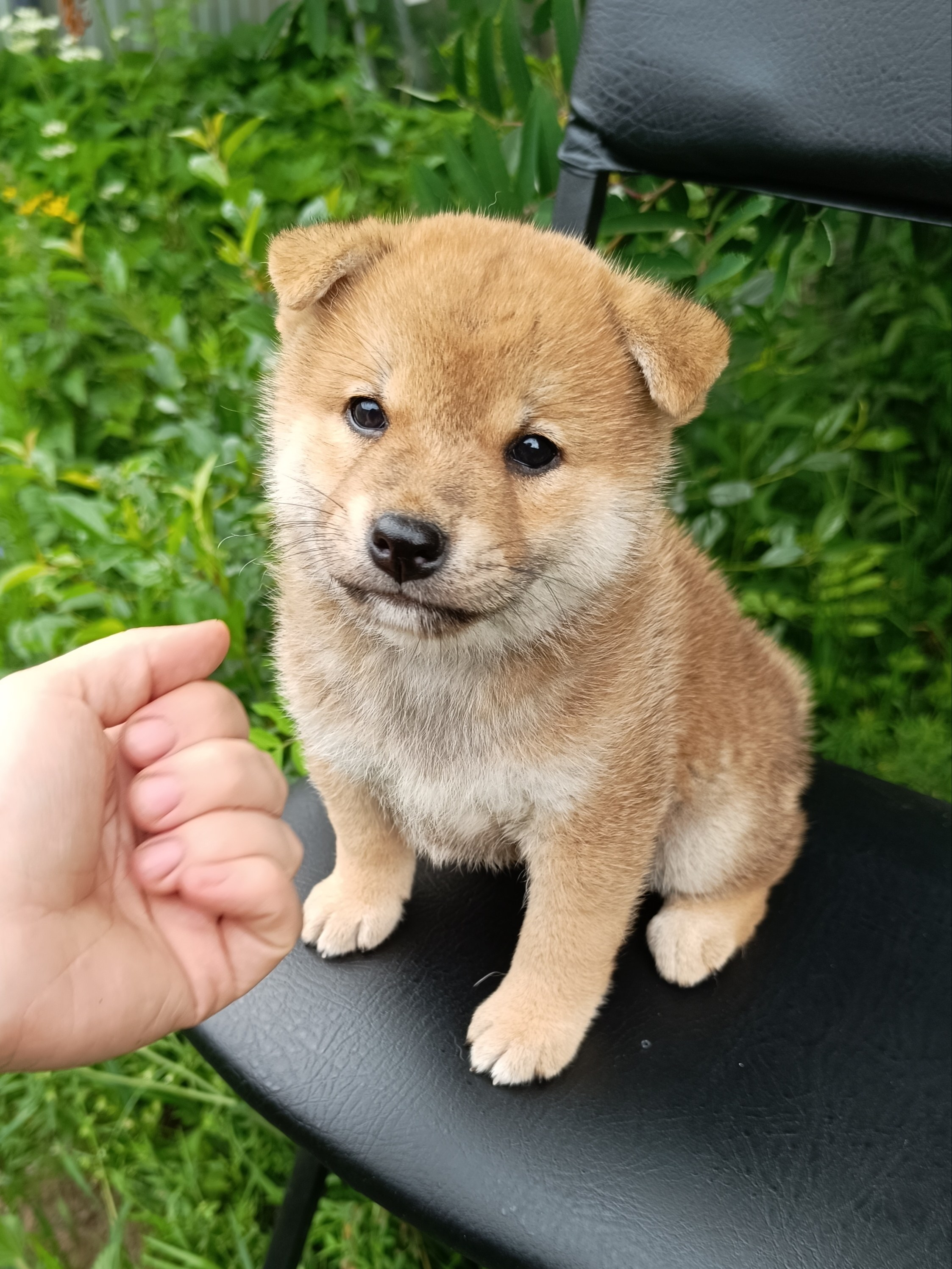 Сиба Rubylight Germes питомник Рубилайт