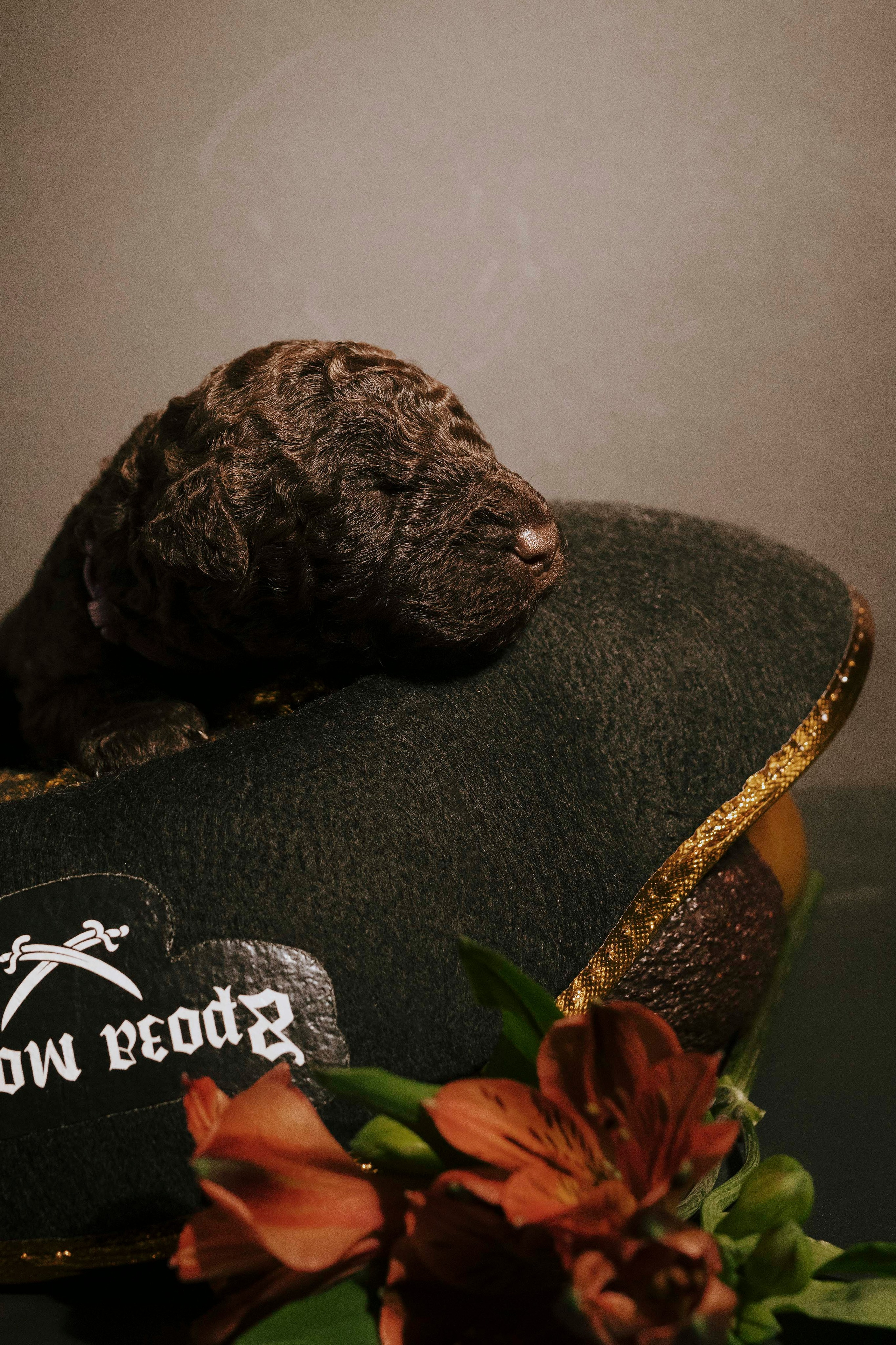 Испанские водяные. Фотограф- анималист Александра Матвеева