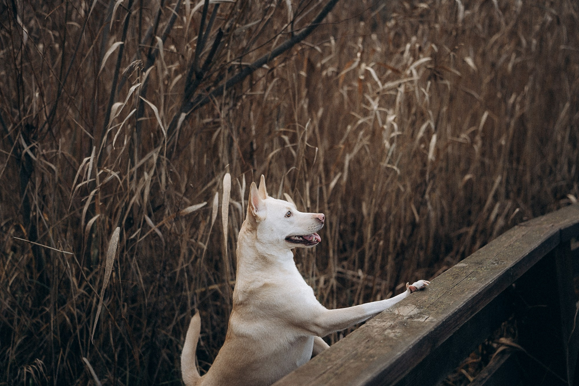 Туся. Фотограф анималист в Москве и Санкт-Петербурге Свиридова Анна