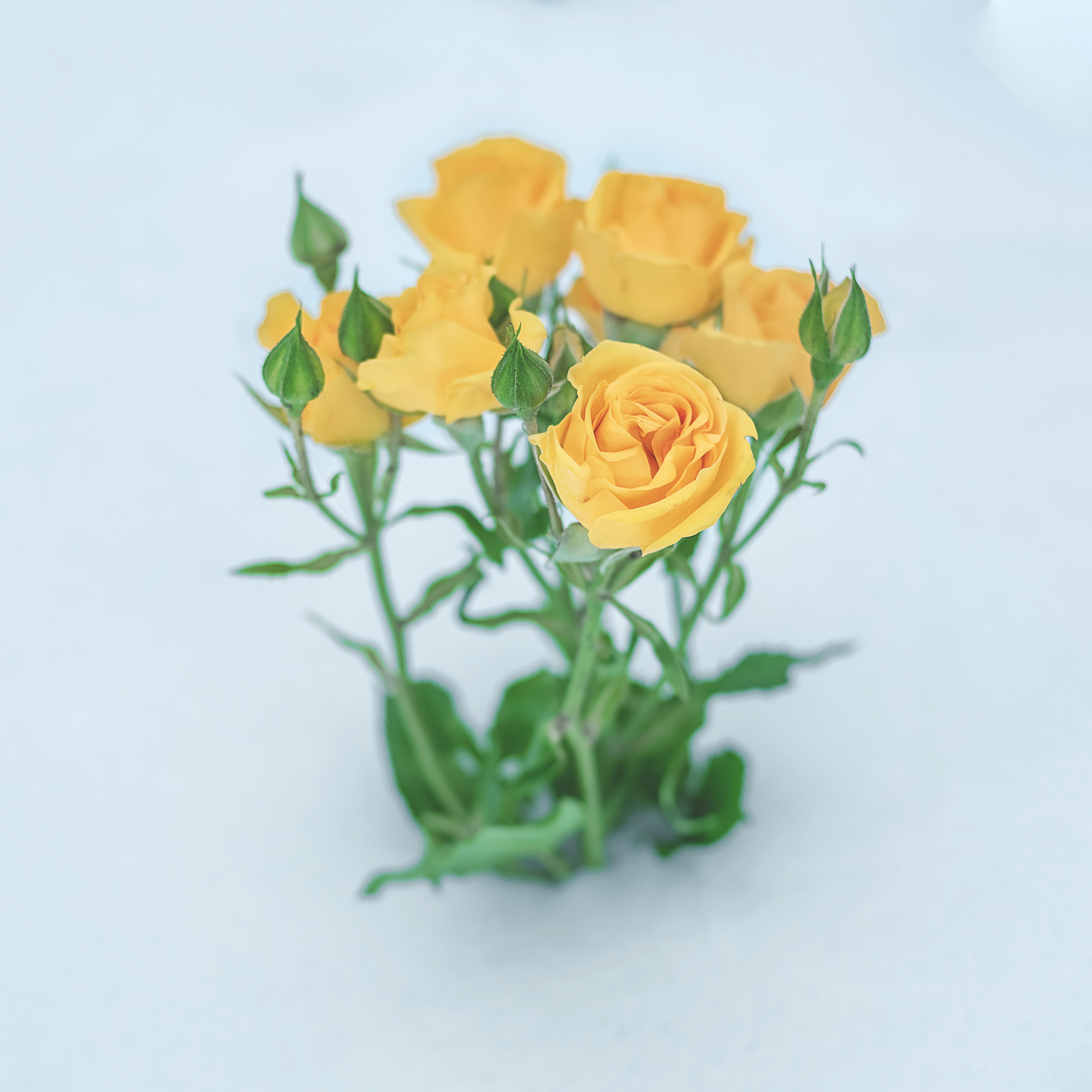 Цветы для мамы. Детский и семейный фотограф Шклов, Могилев и вся Беларусь